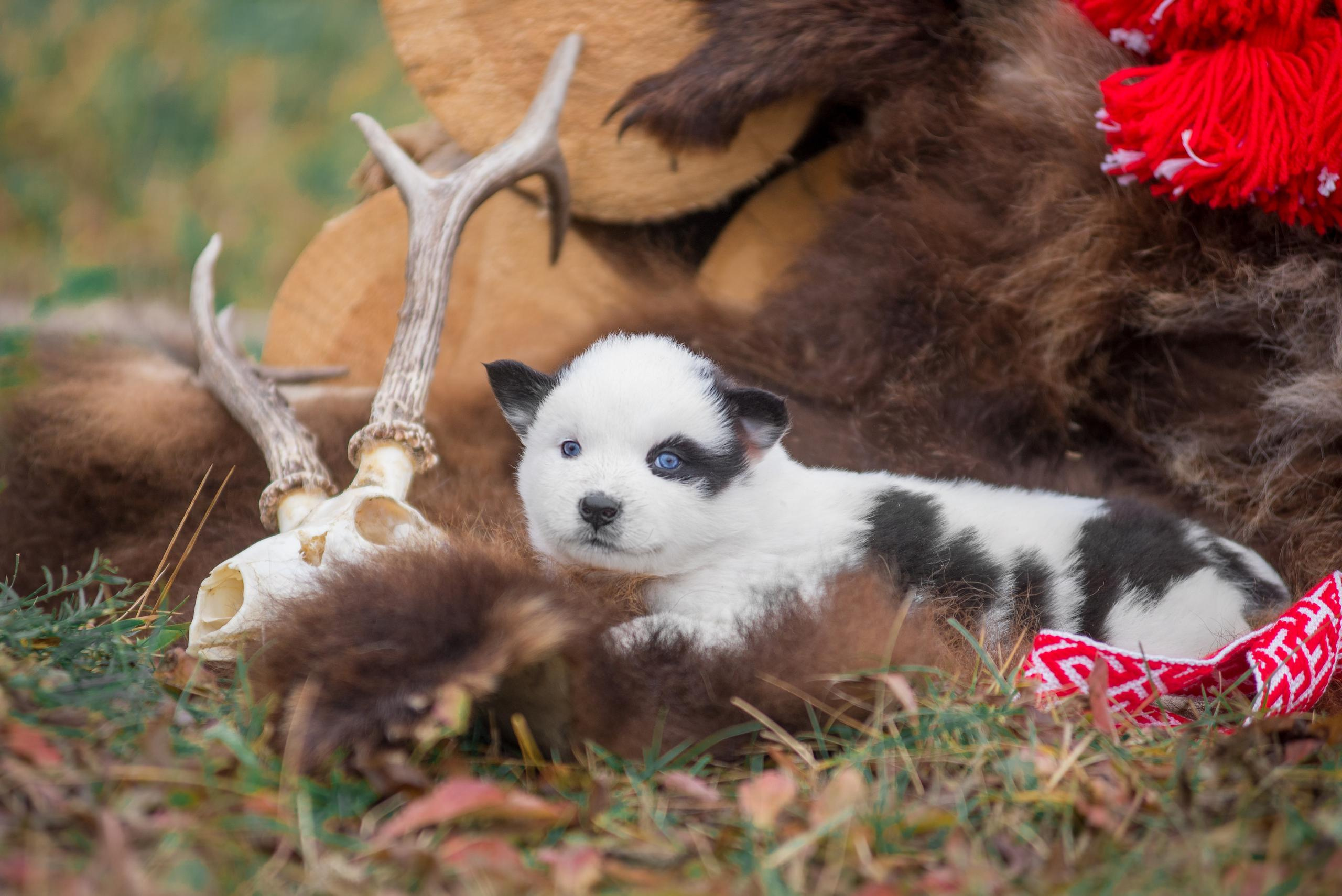 Щенки якуты. Осень 2020. Дог-фотограф в Тюмени Александра Королева