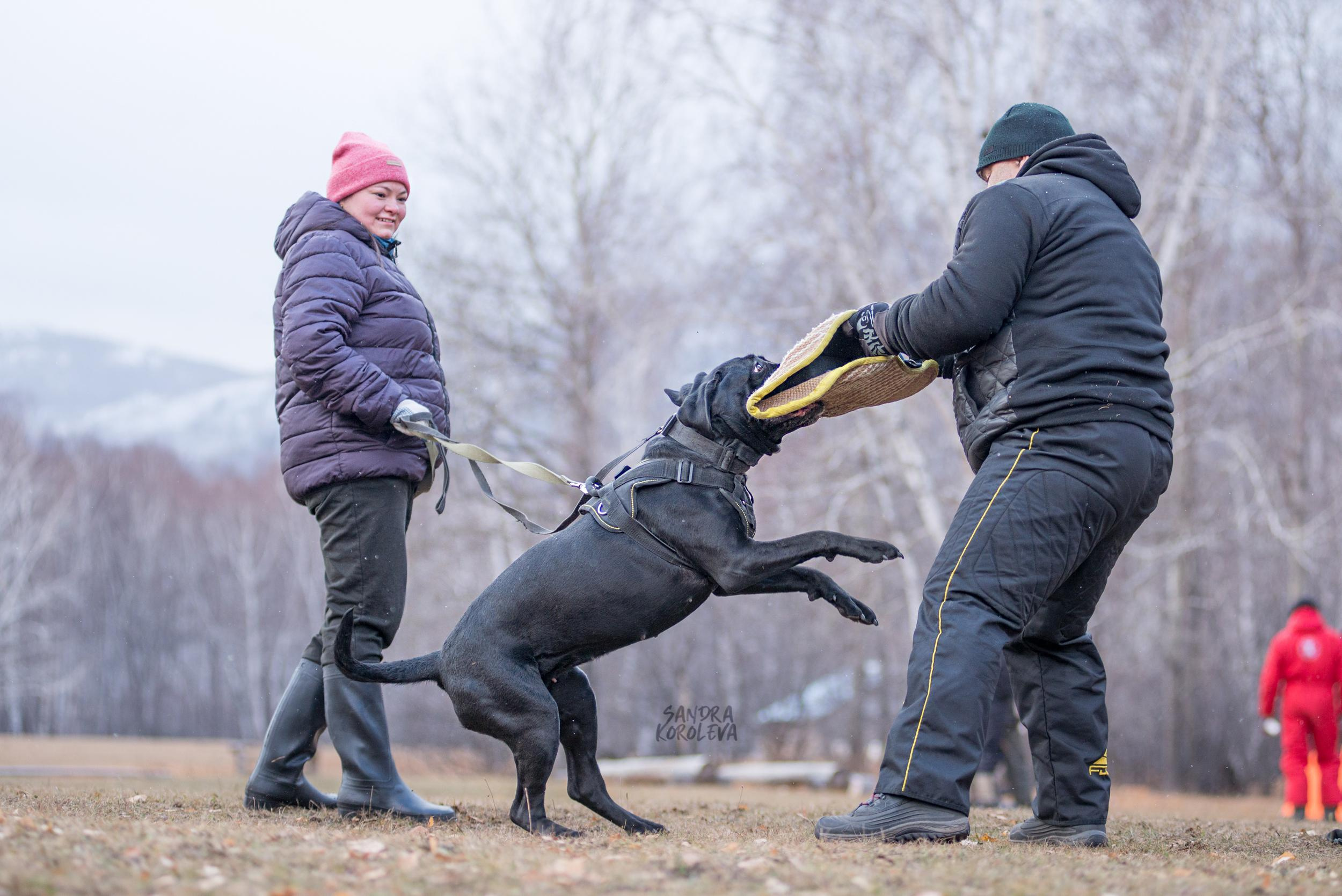 Кусающиеся собаки. Магнитогорск. Осень 2020. Дог-фотограф в Тюмени Александра Королева