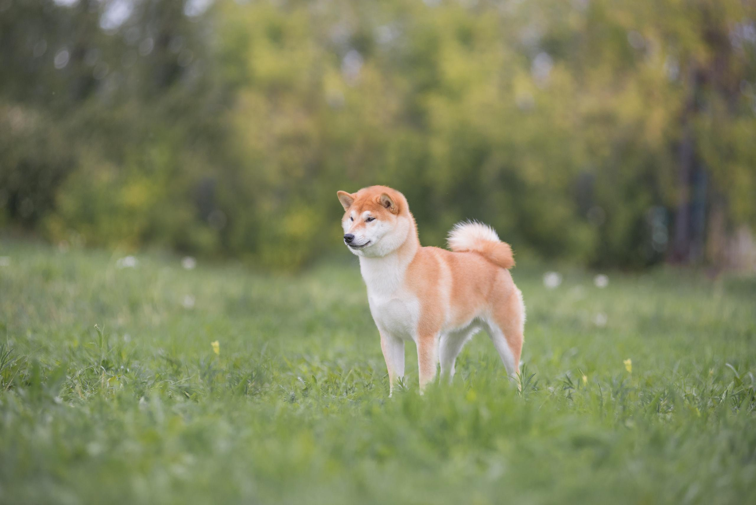Выставка собак. Тюмень 06.09.2020. Дог-фотограф в Тюмени Александра Королева