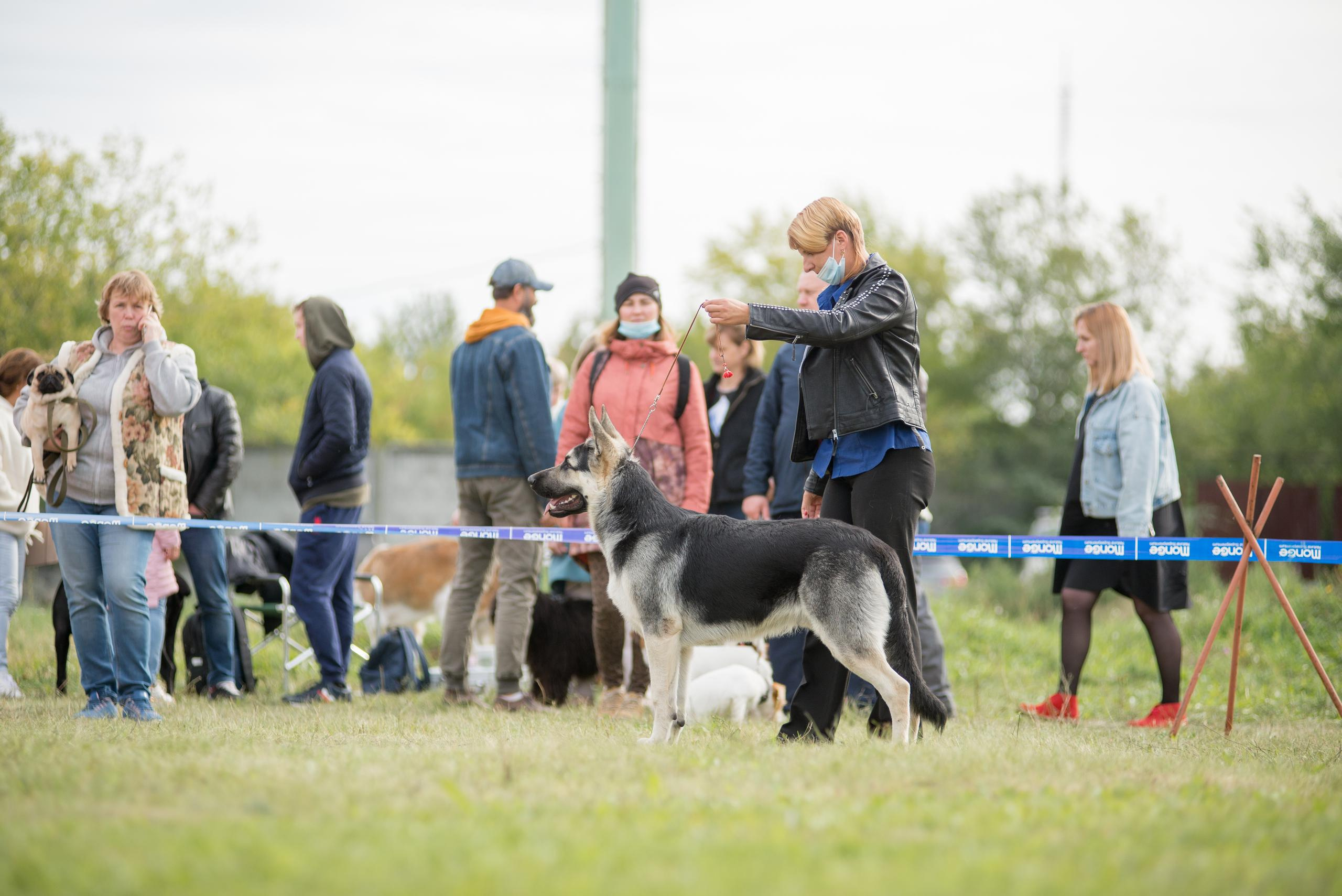Выставка собак. Тюмень 06.09.2020. Дог-фотограф в Тюмени Александра Королева