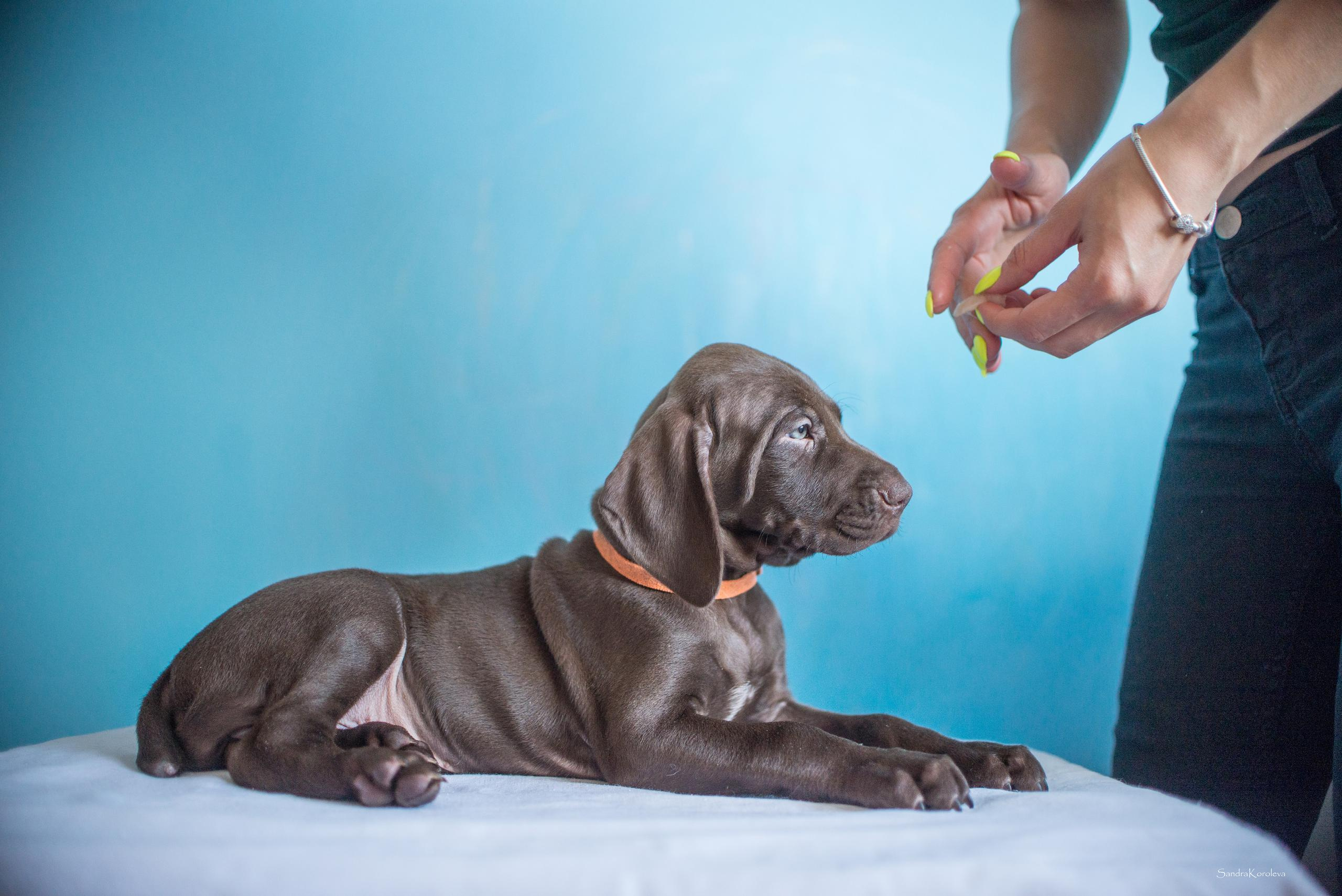 Щенки курцхаара. Весна 2020. Дог-фотограф в Тюмени Александра Королева