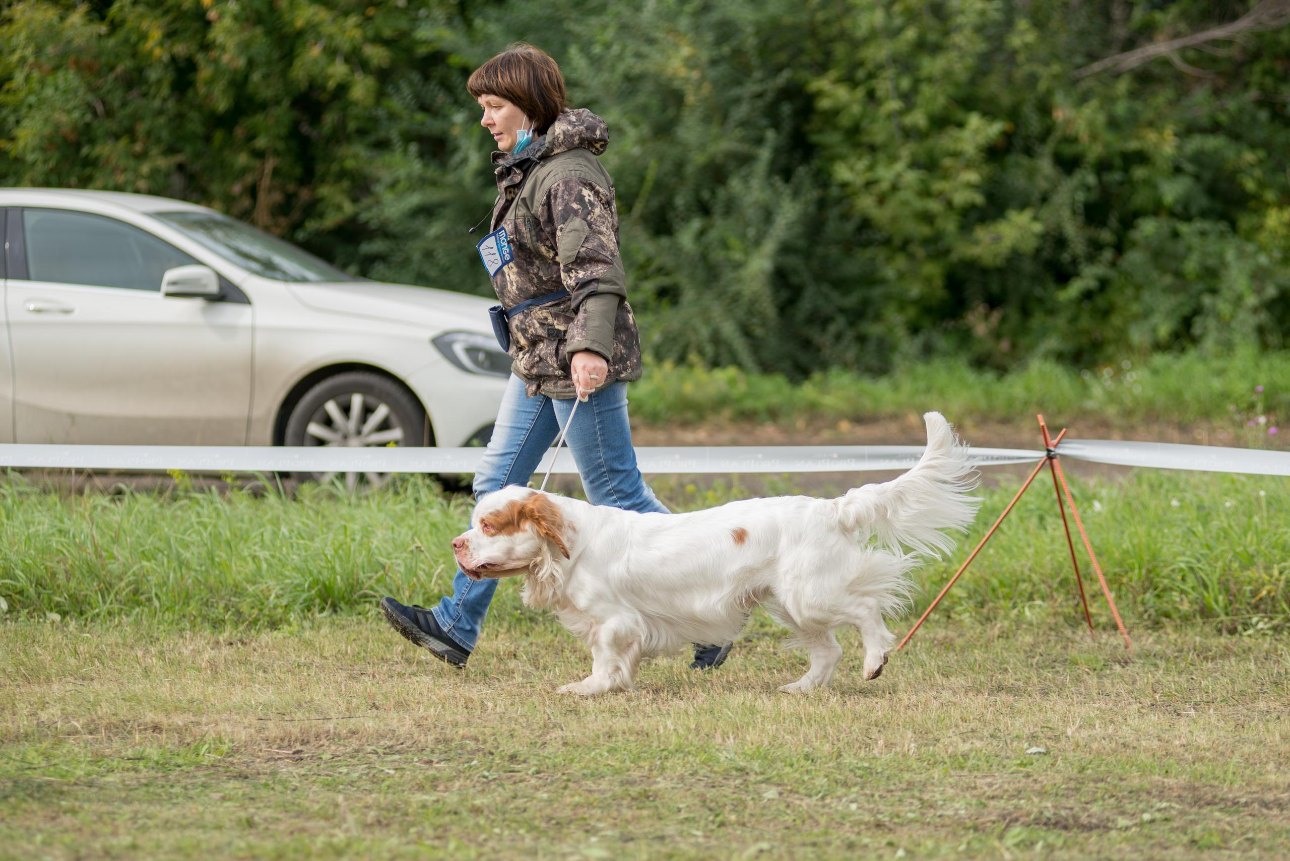 Выставка собак. Тюмень 06.09.2020. Дог-фотограф в Тюмени Александра Королева