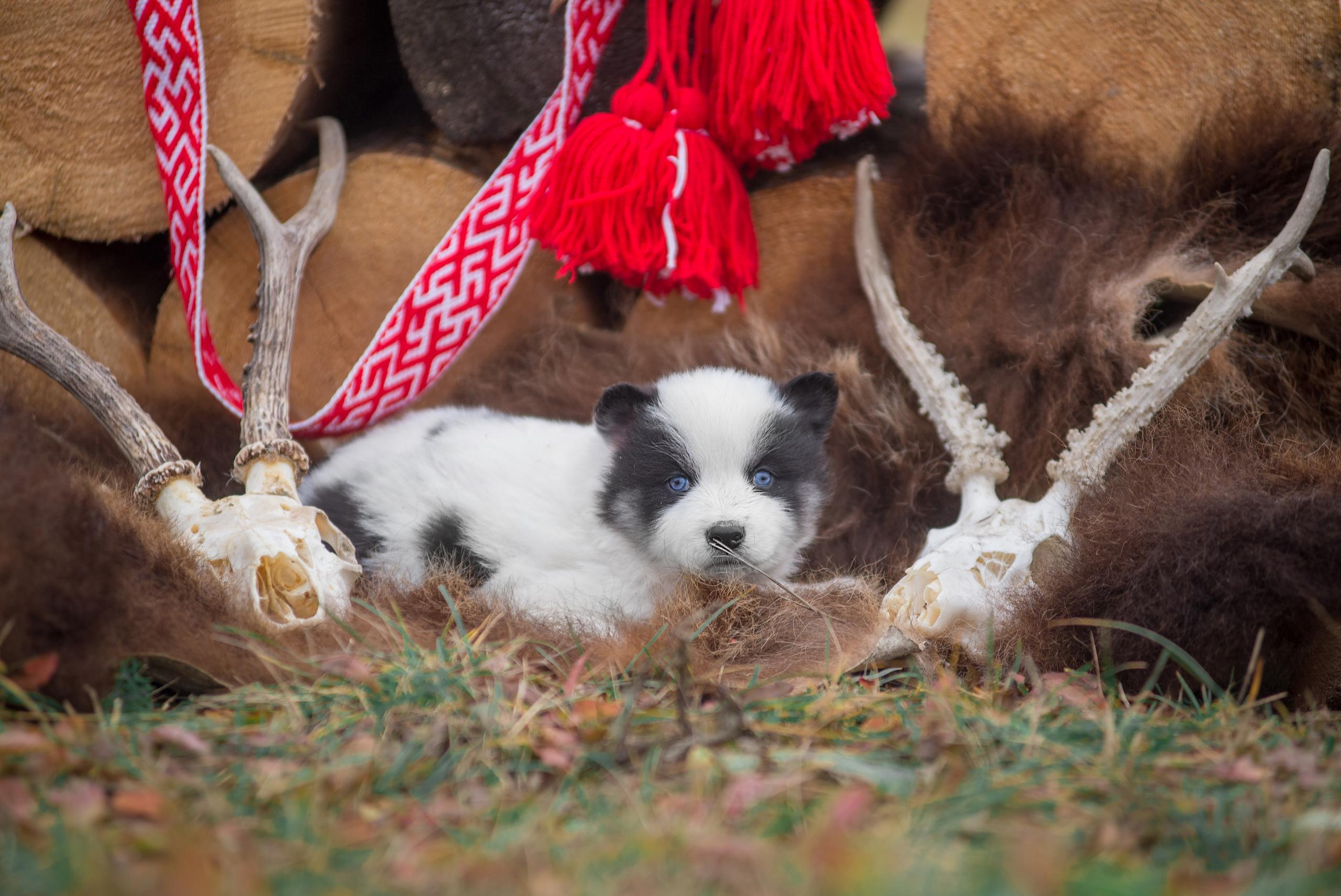 Щенки якуты. Осень 2020. Дог-фотограф в Тюмени Александра Королева