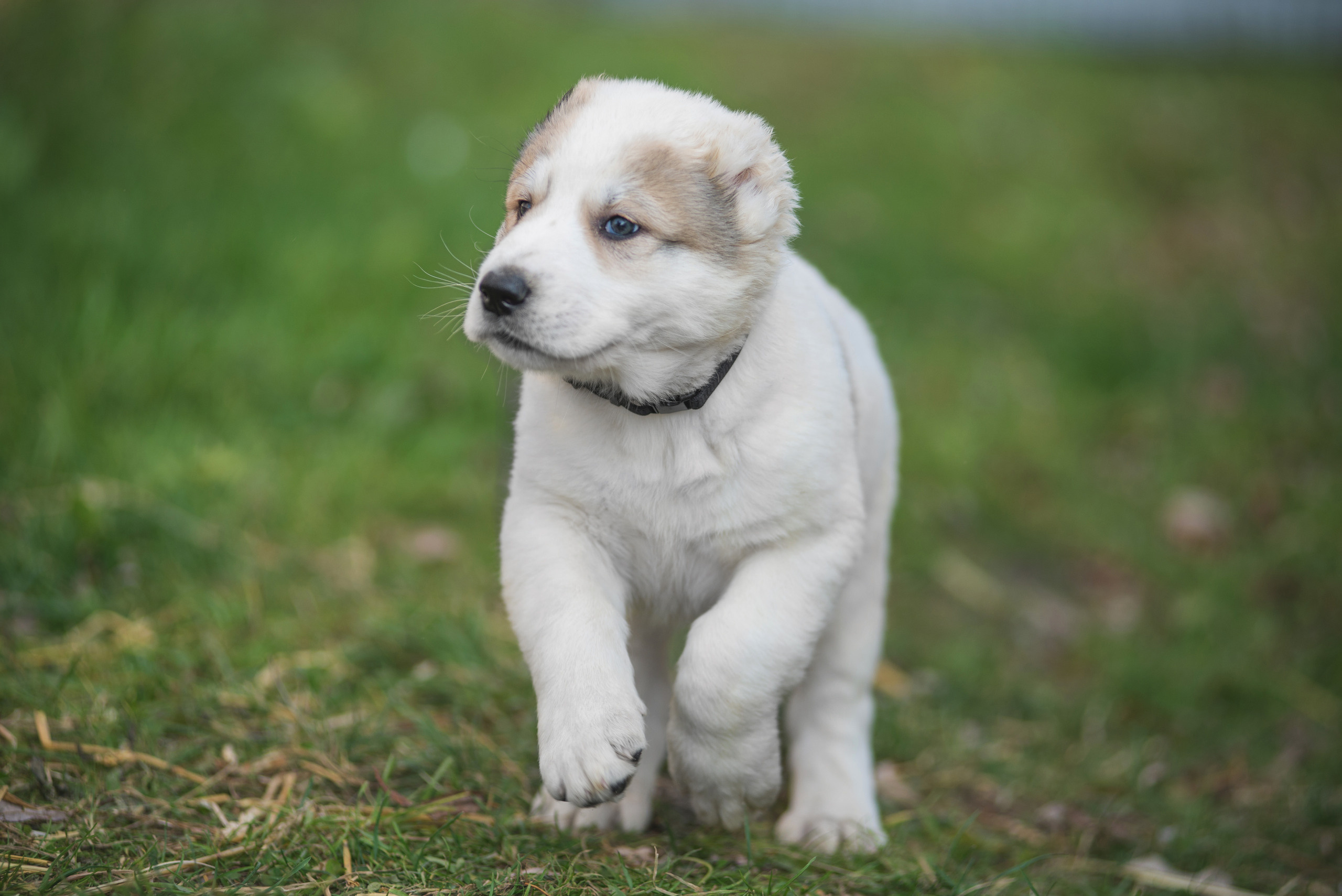 Щенки САО, Осень 2020. Дог-фотограф в Тюмени Александра Королева