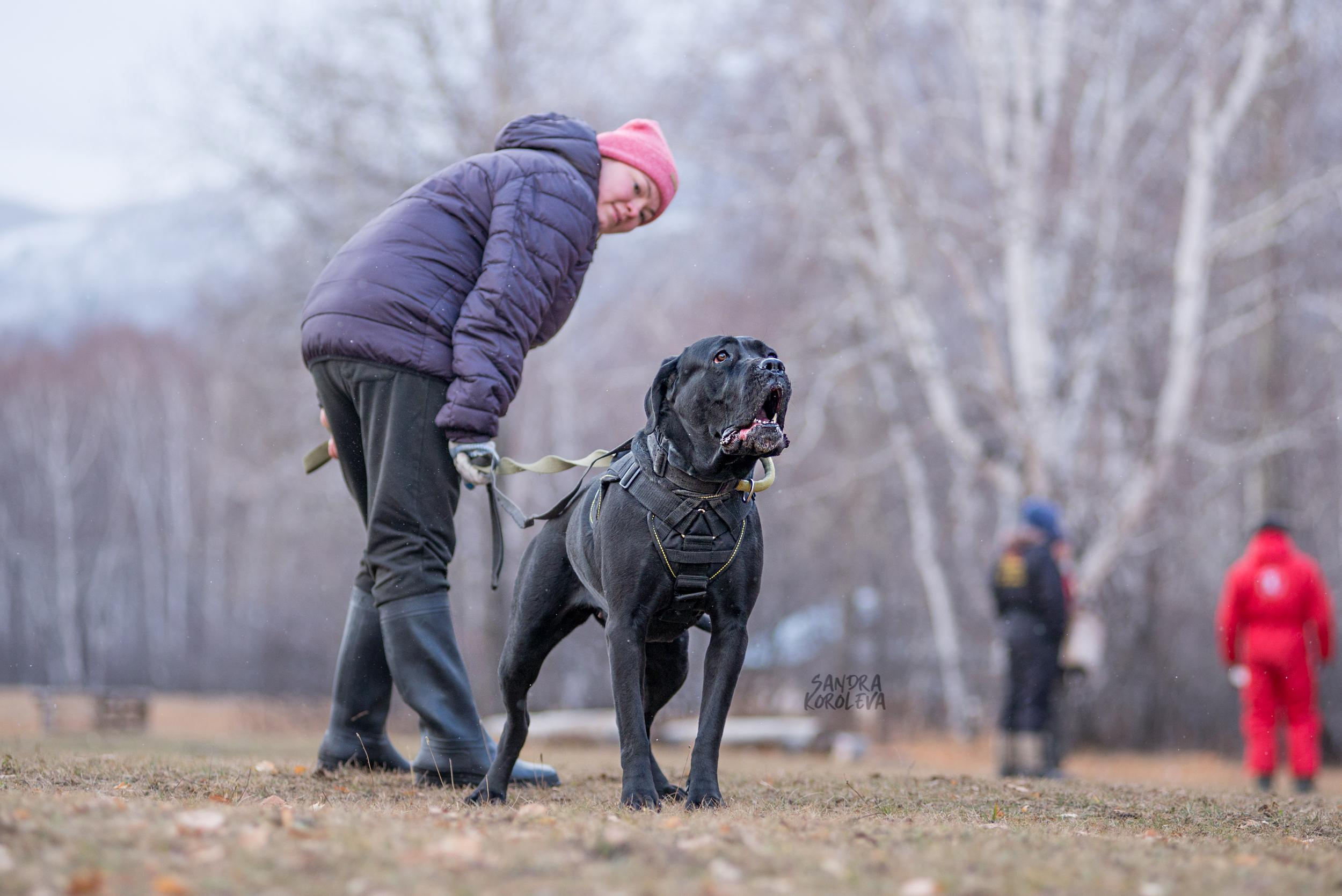 Кусающиеся собаки. Магнитогорск. Осень 2020. Дог-фотограф в Тюмени Александра Королева