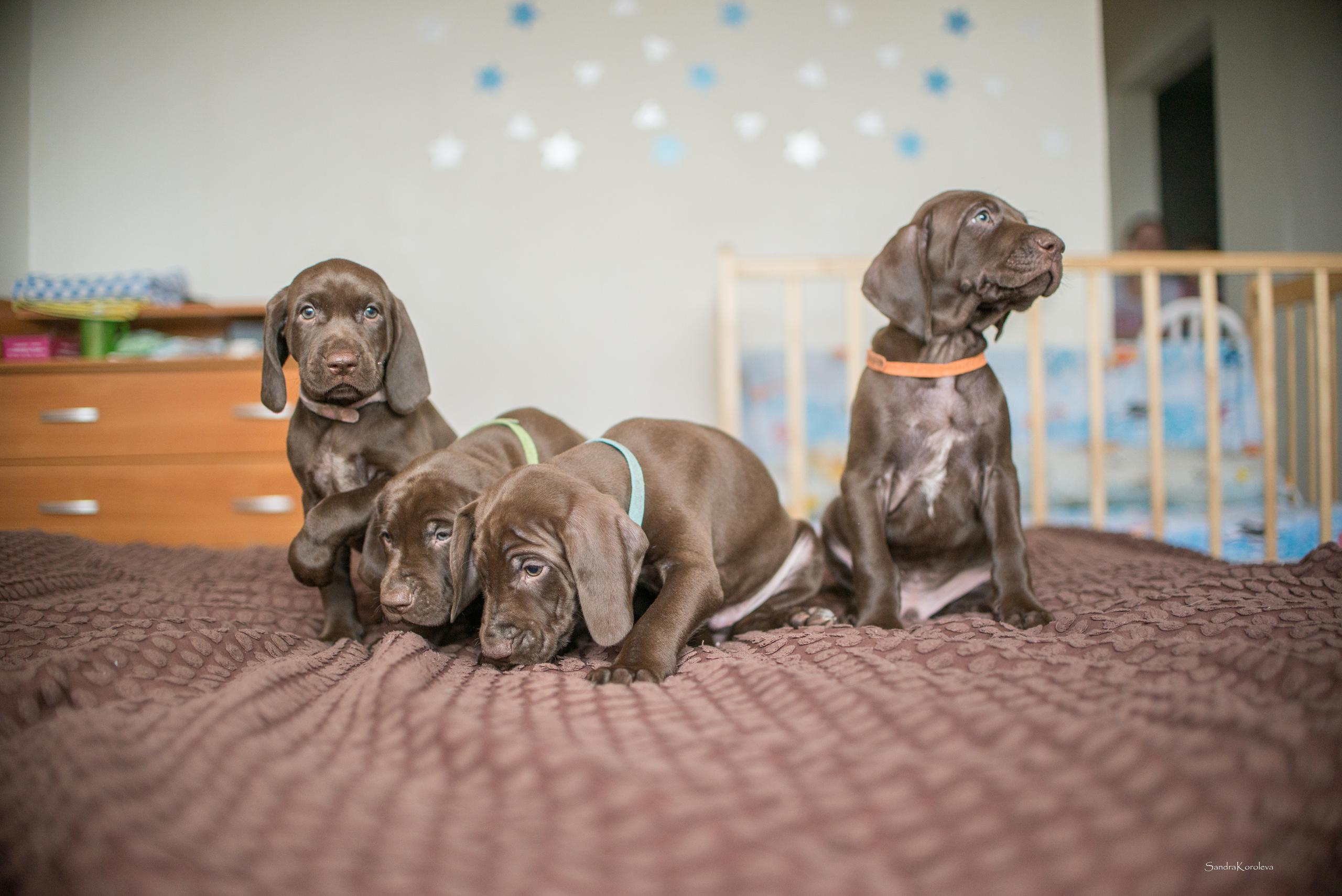 Щенки курцхаара. Весна 2020. Дог-фотограф в Тюмени Александра Королева