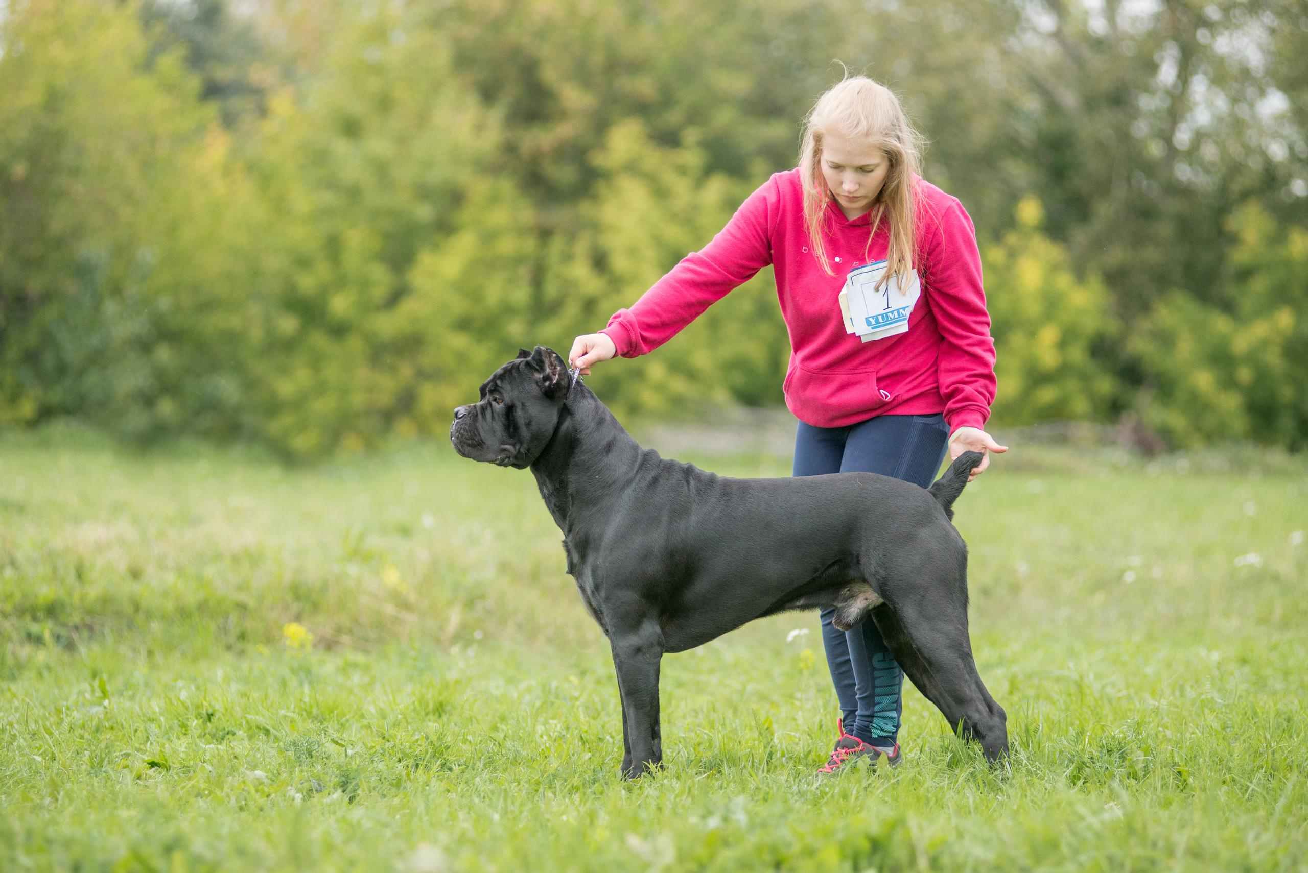 Выставка собак. Тюмень 06.09.2020. Дог-фотограф в Тюмени Александра Королева