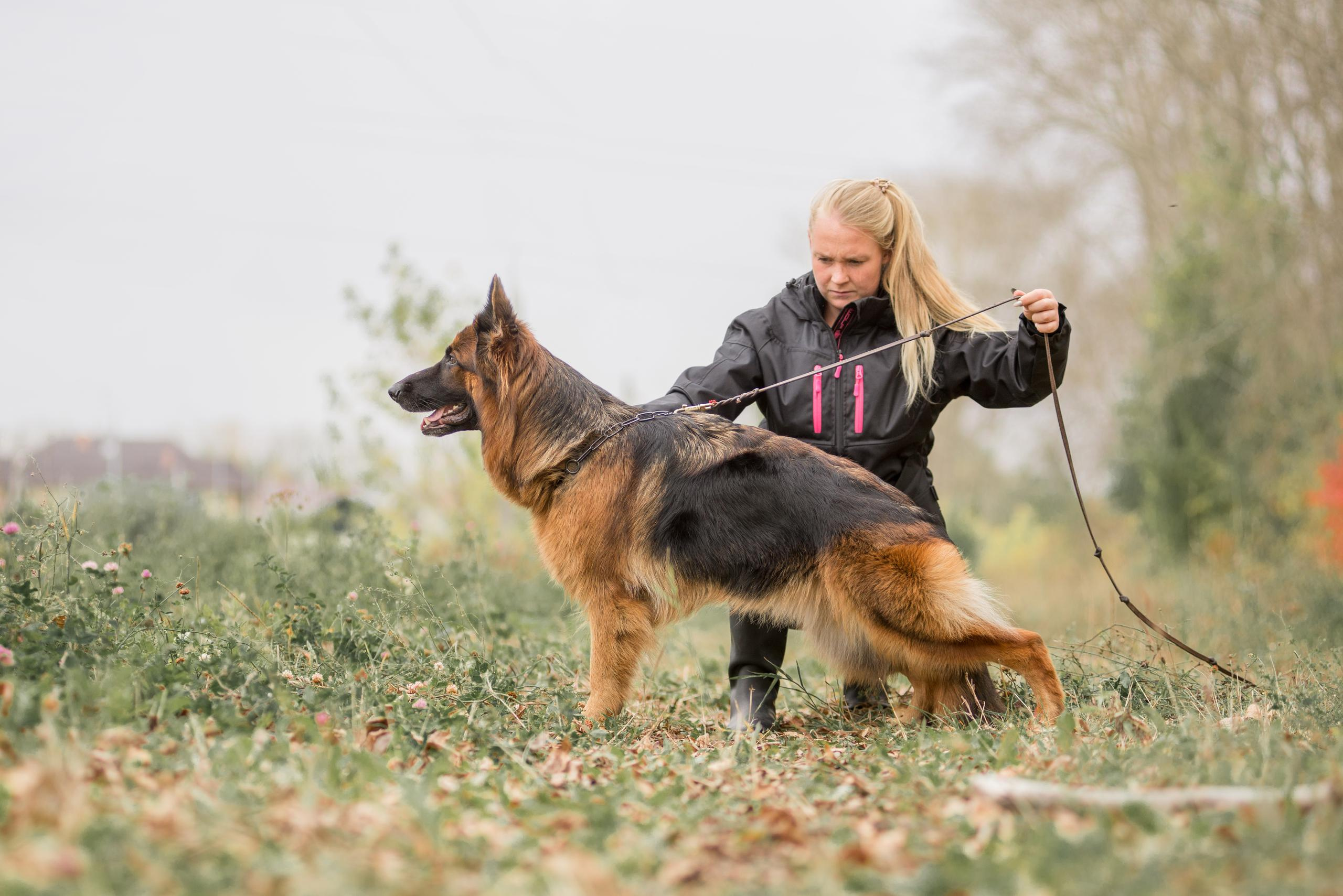 Аня и Далила. Осень 2020. Дог-фотограф в Тюмени Александра Королева