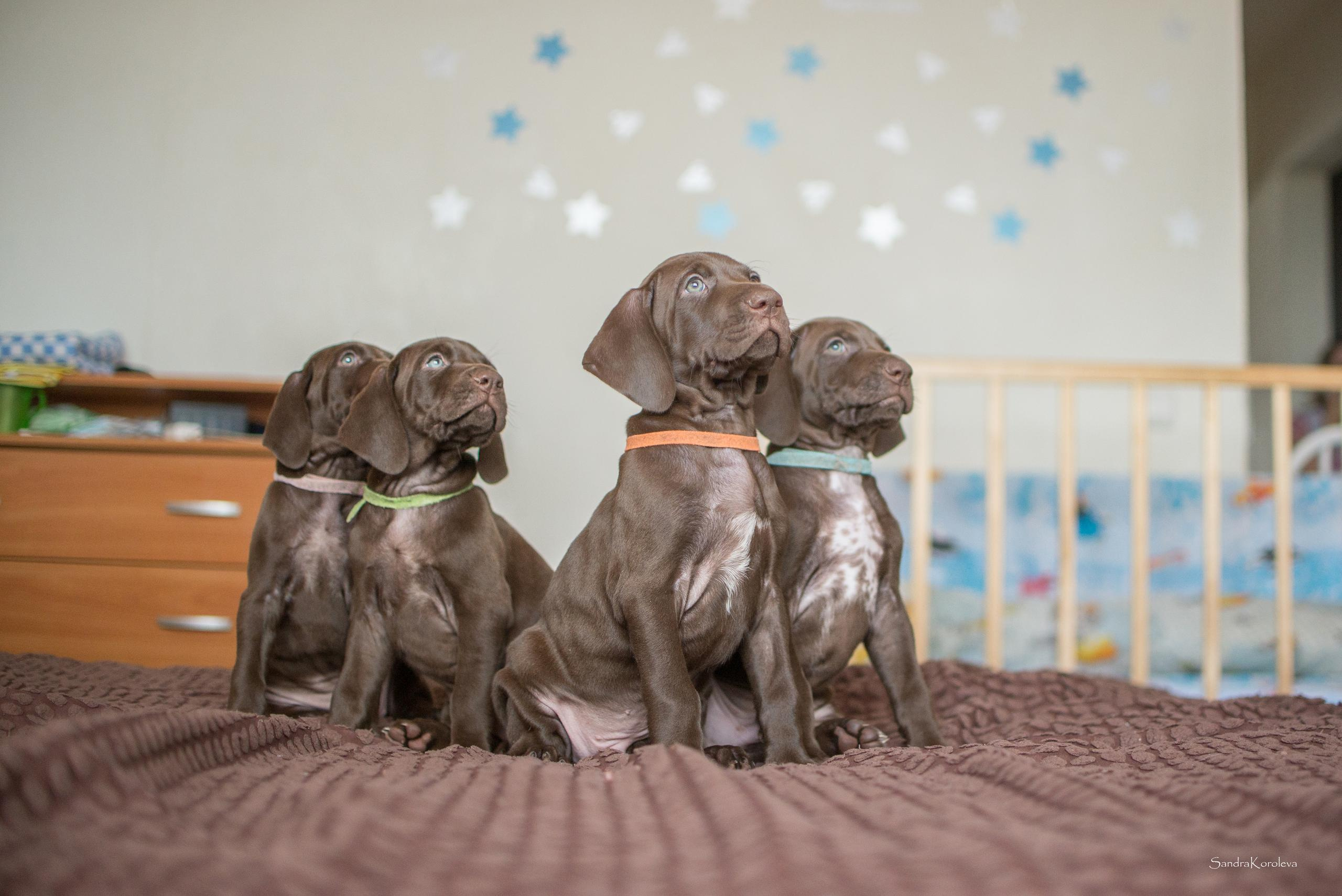 Щенки курцхаара. Весна 2020. Дог-фотограф в Тюмени Александра Королева