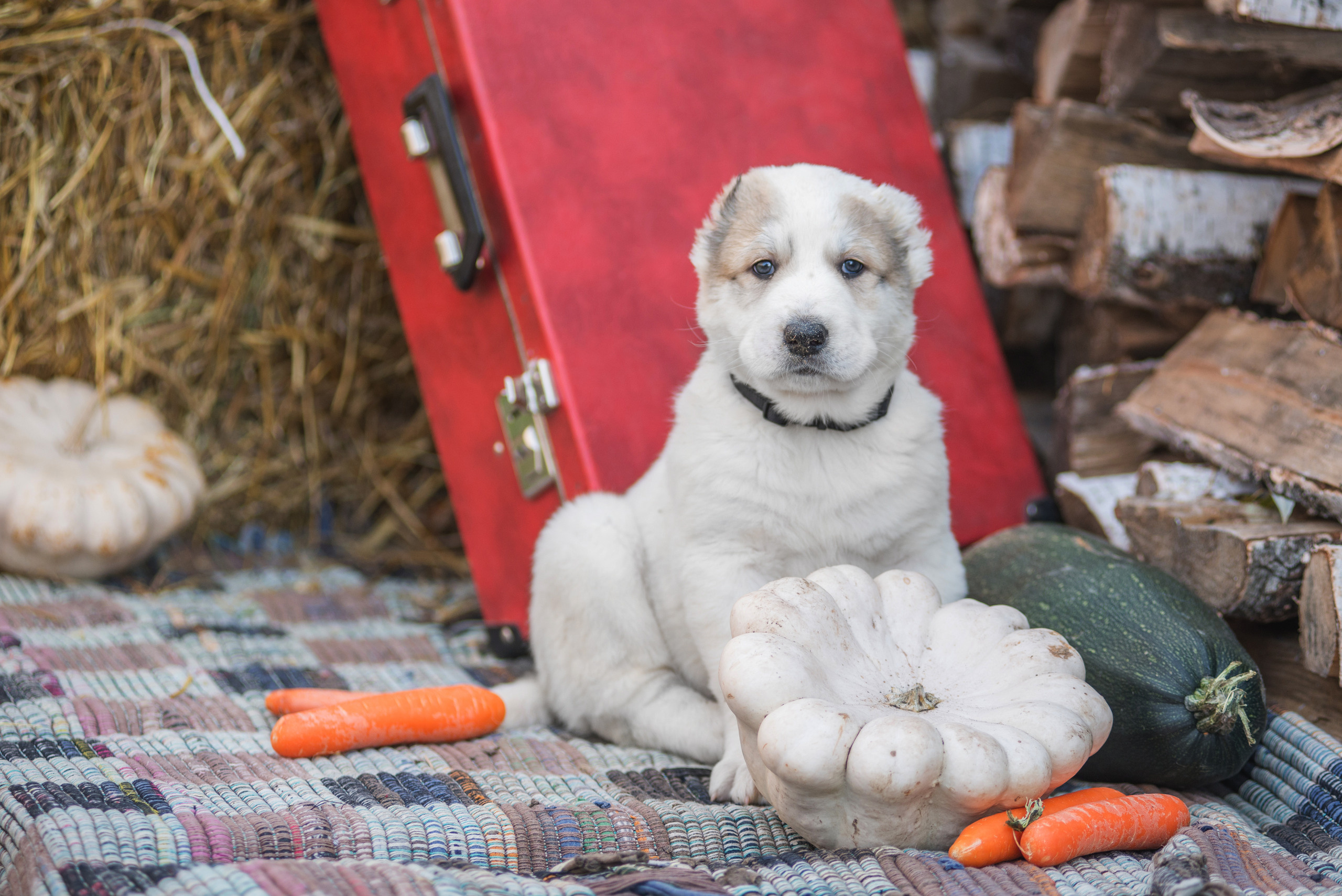 Щенки САО, Осень 2020. Дог-фотограф в Тюмени Александра Королева