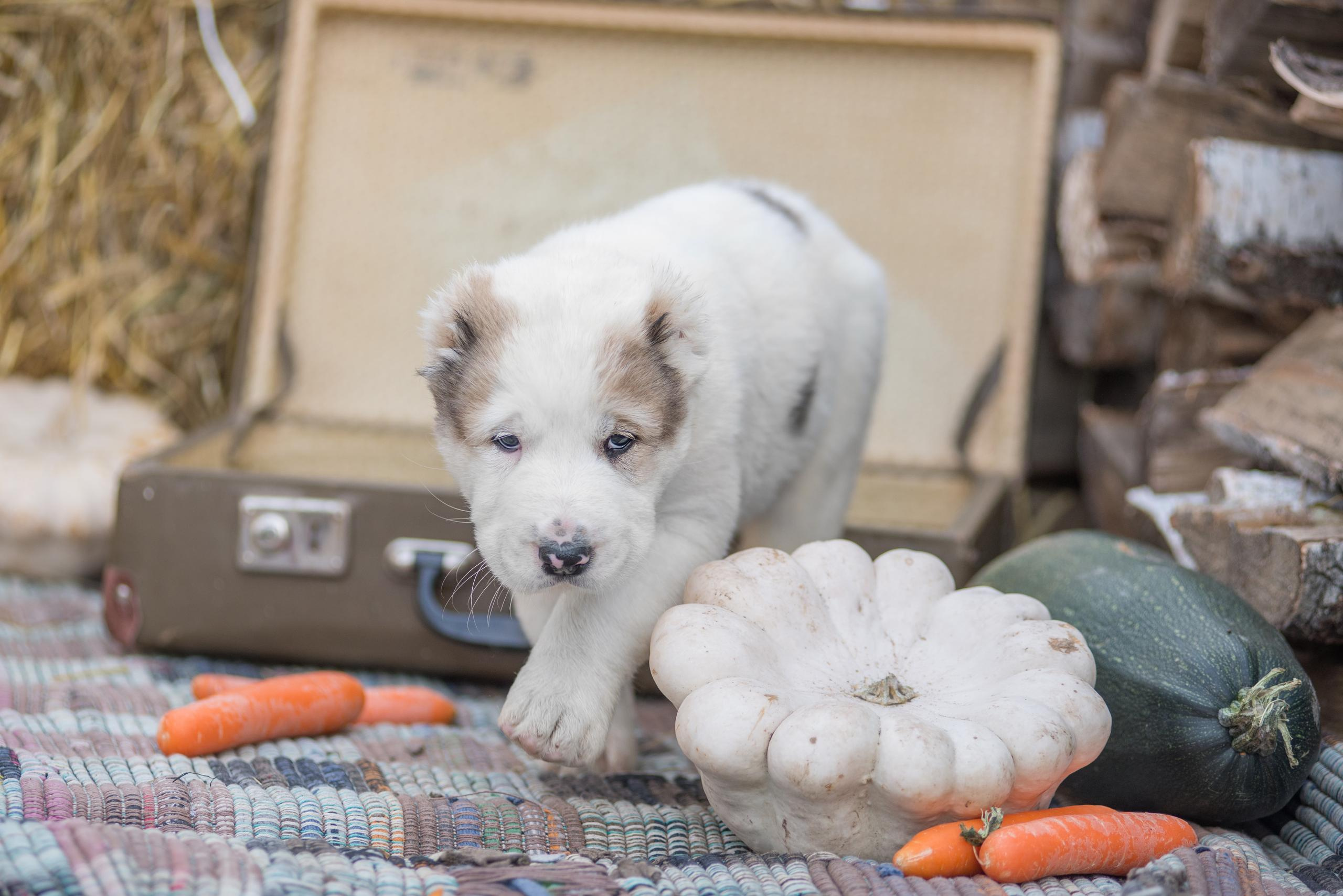 Щенки САО, Осень 2020. Дог-фотограф в Тюмени Александра Королева
