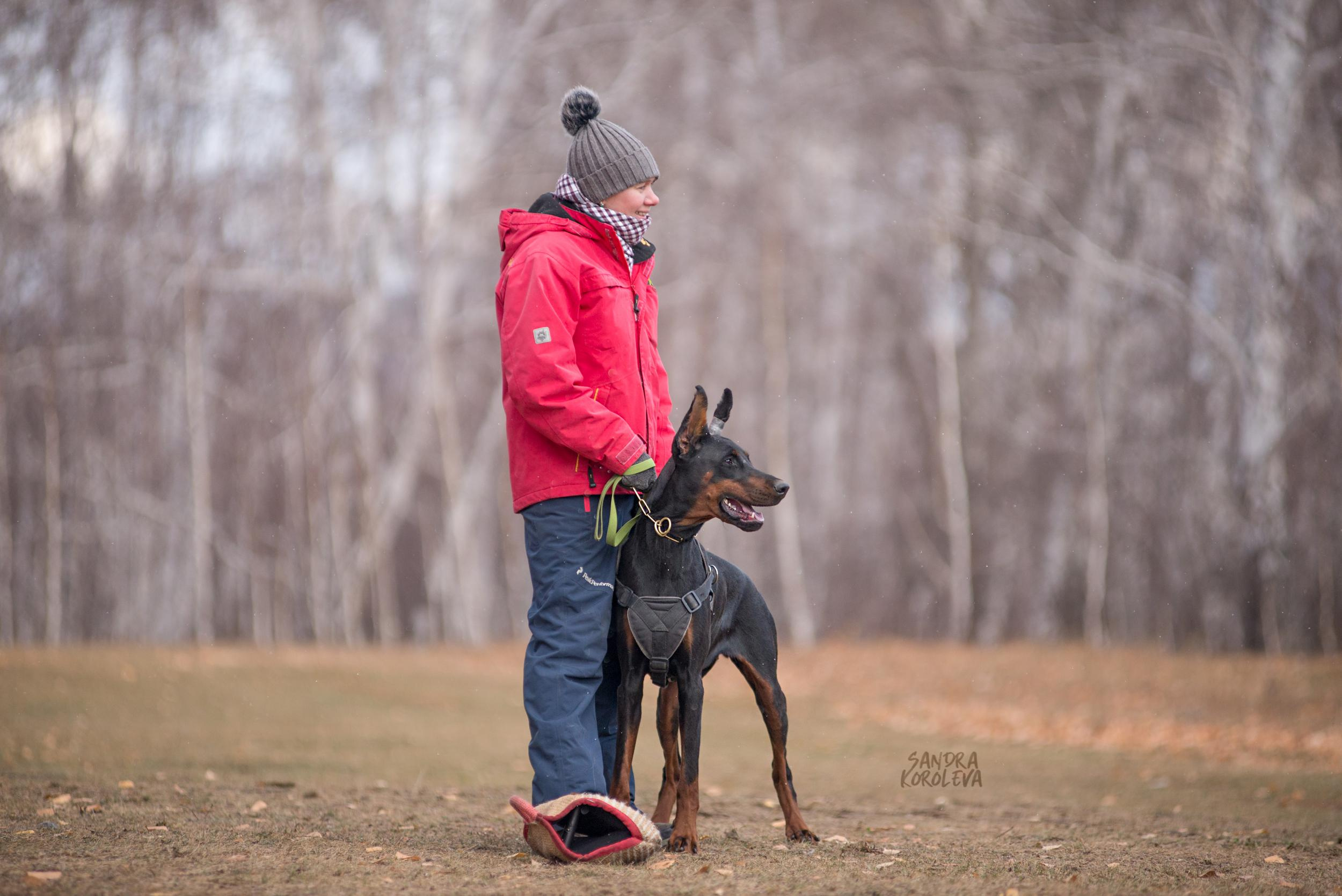 Кусающиеся собаки. Магнитогорск. Осень 2020. Дог-фотограф в Тюмени Александра Королева