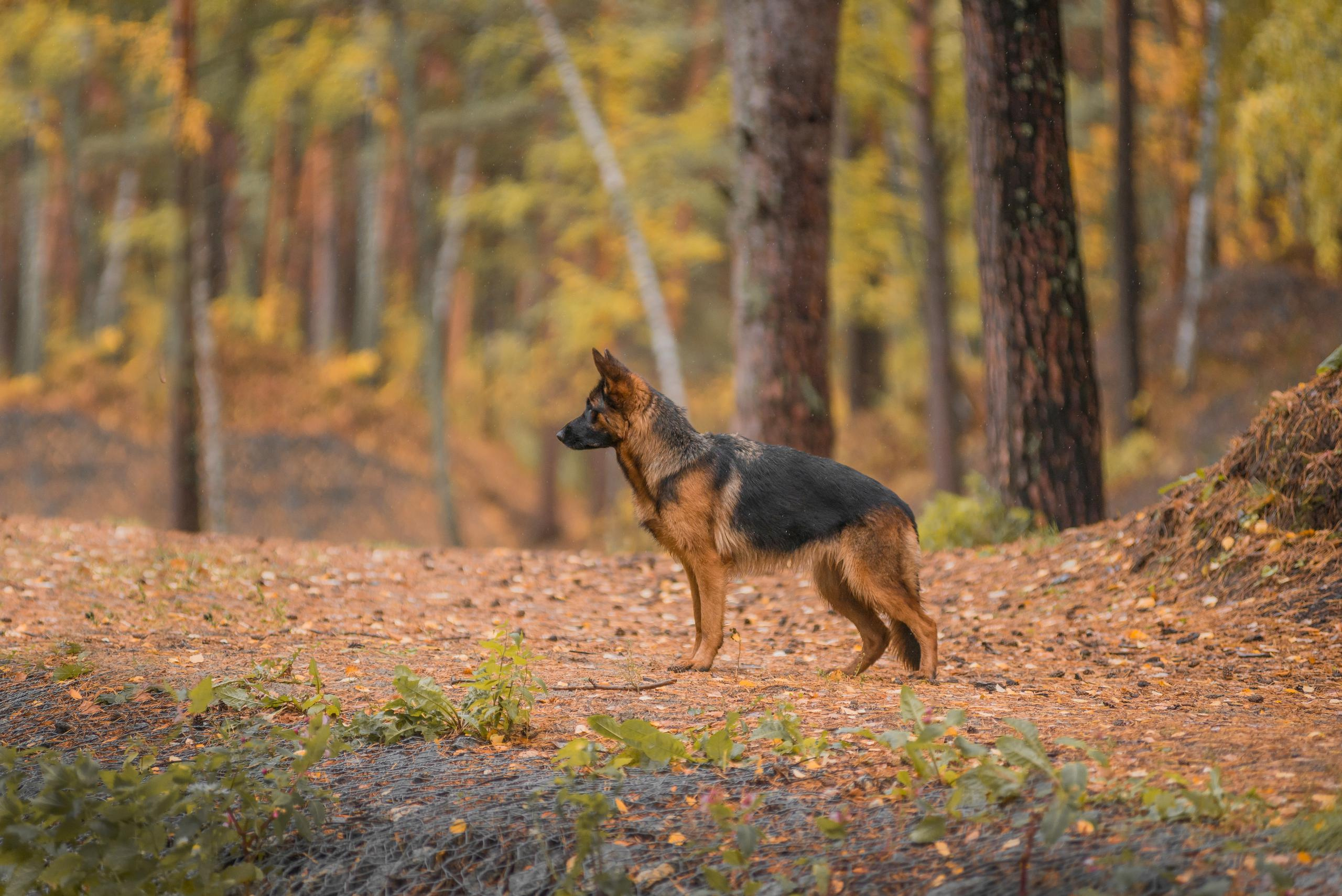 Осенняя овчарка Гейм. Дог-фотограф в Тюмени Александра Королева