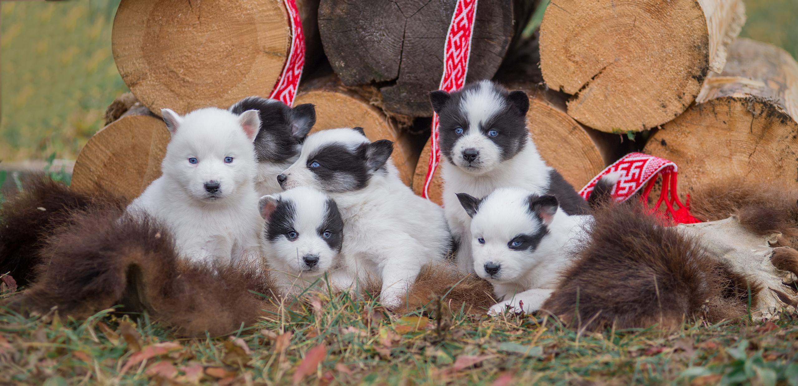 Щенки якуты. Осень 2020. Дог-фотограф в Тюмени Александра Королева
