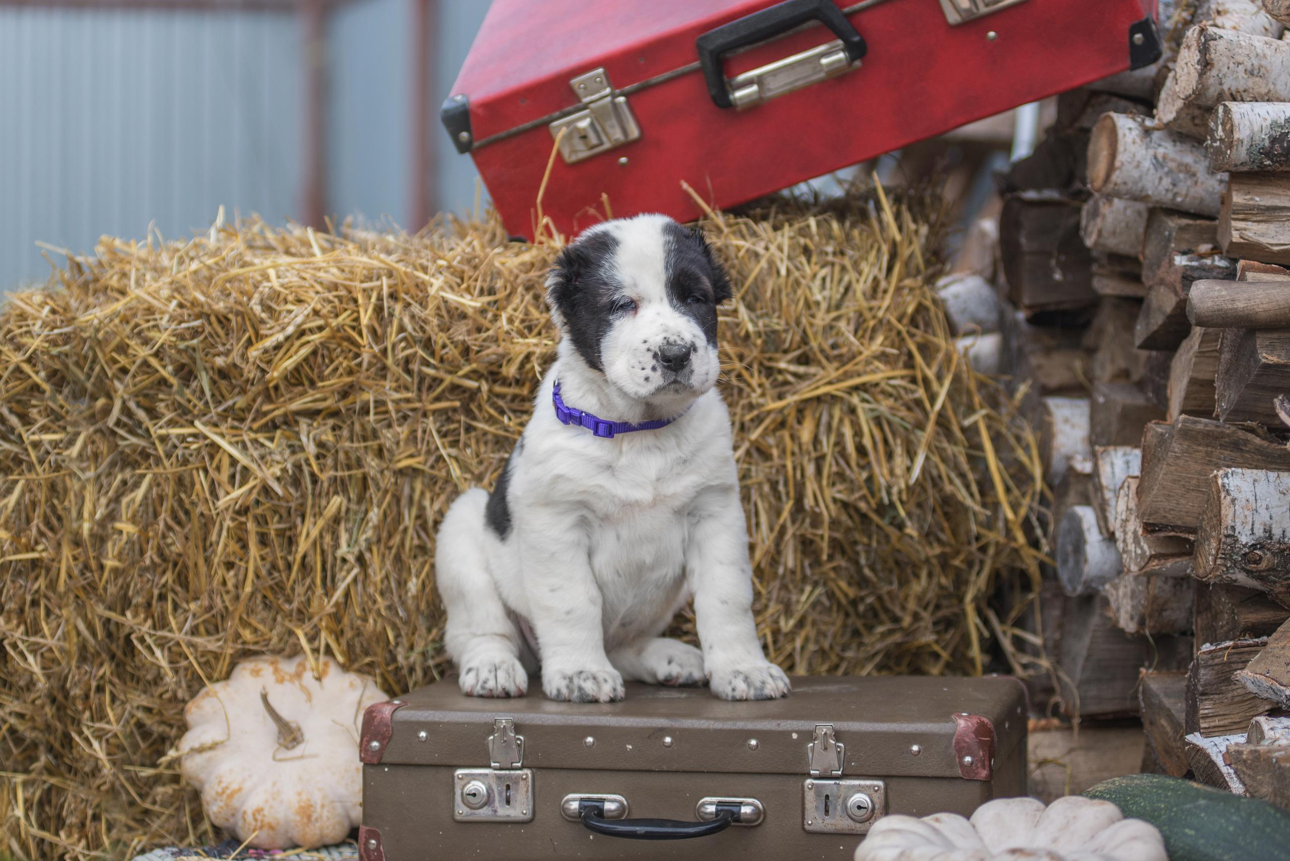 Щенки САО, Осень 2020. Дог-фотограф в Тюмени Александра Королева