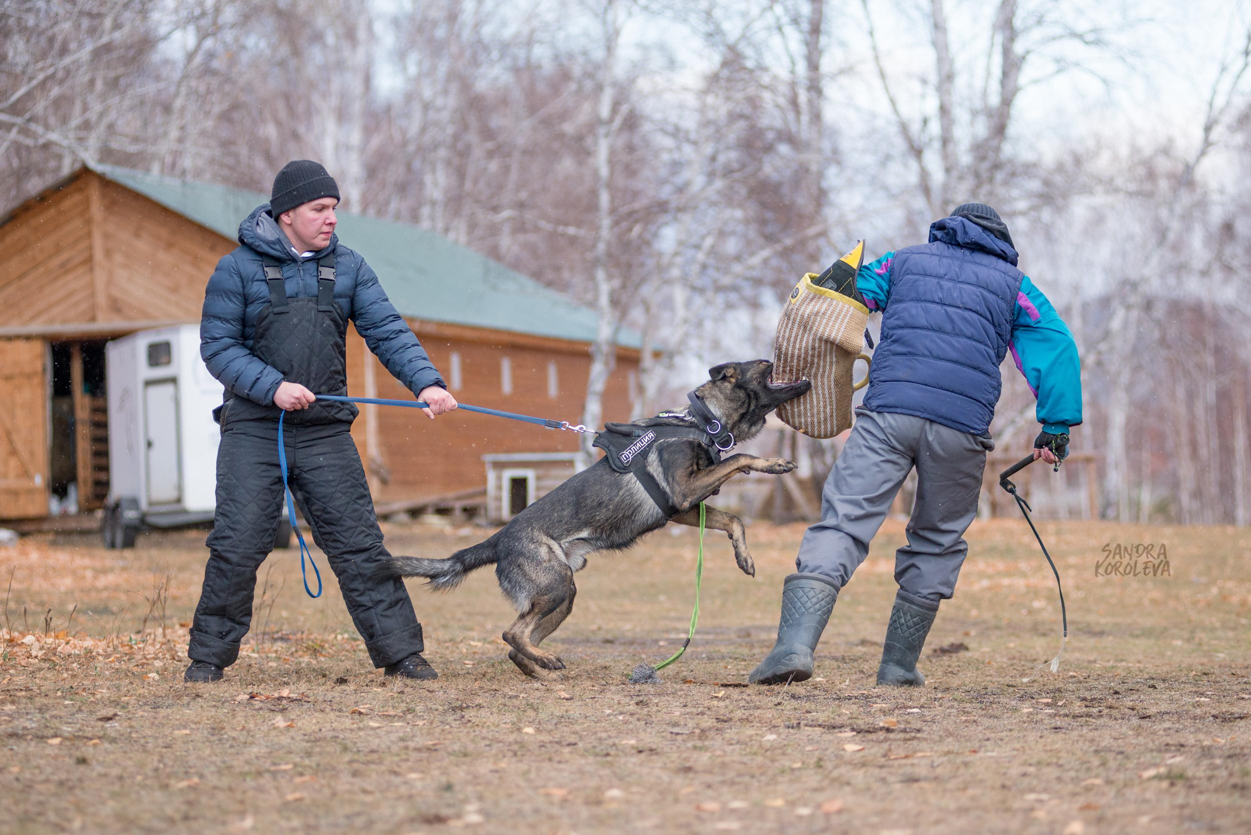 Кусающиеся собаки. Магнитогорск. Осень 2020. Дог-фотограф в Тюмени Александра Королева