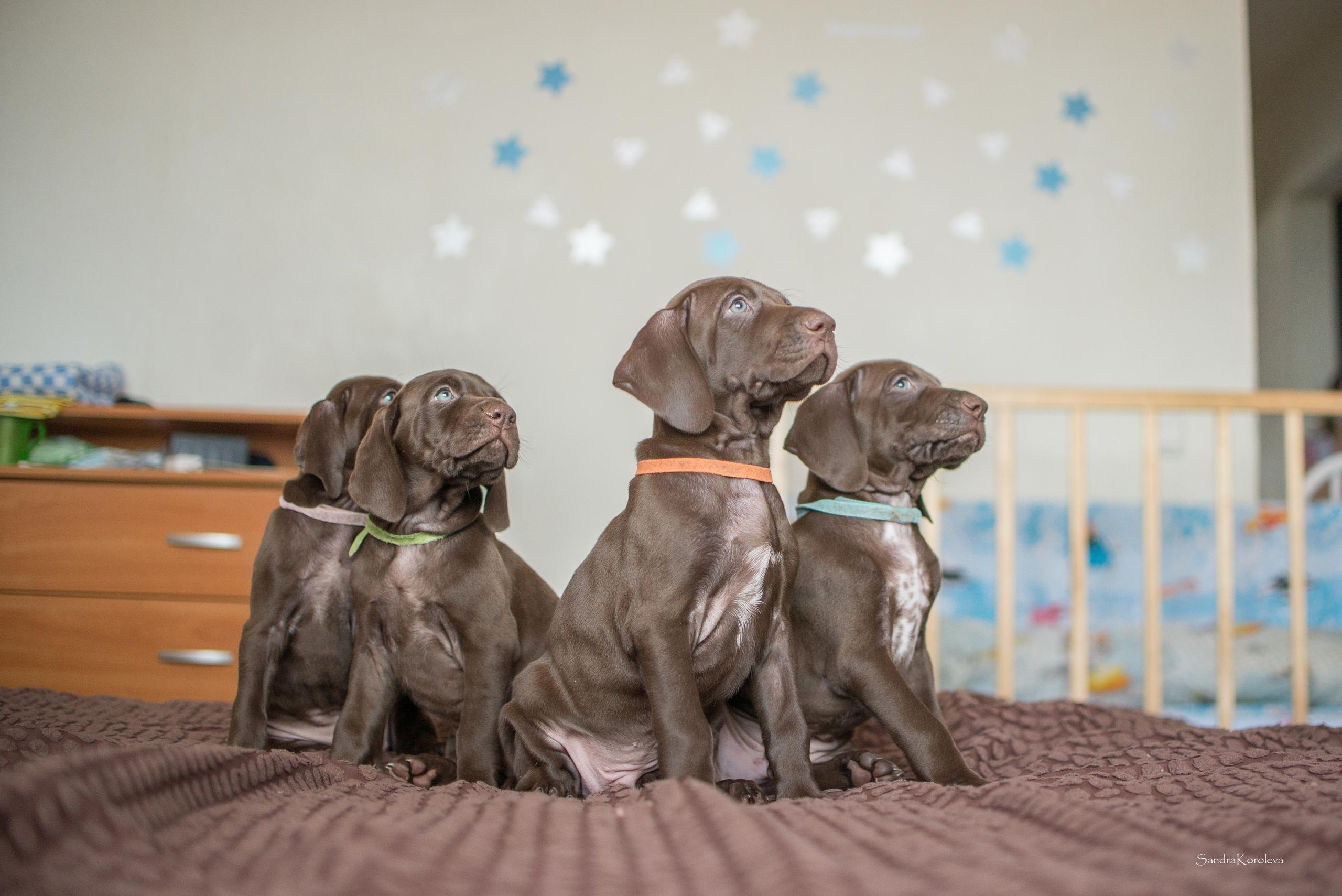 Щенки курцхаара. Весна 2020. Дог-фотограф в Тюмени Александра Королева