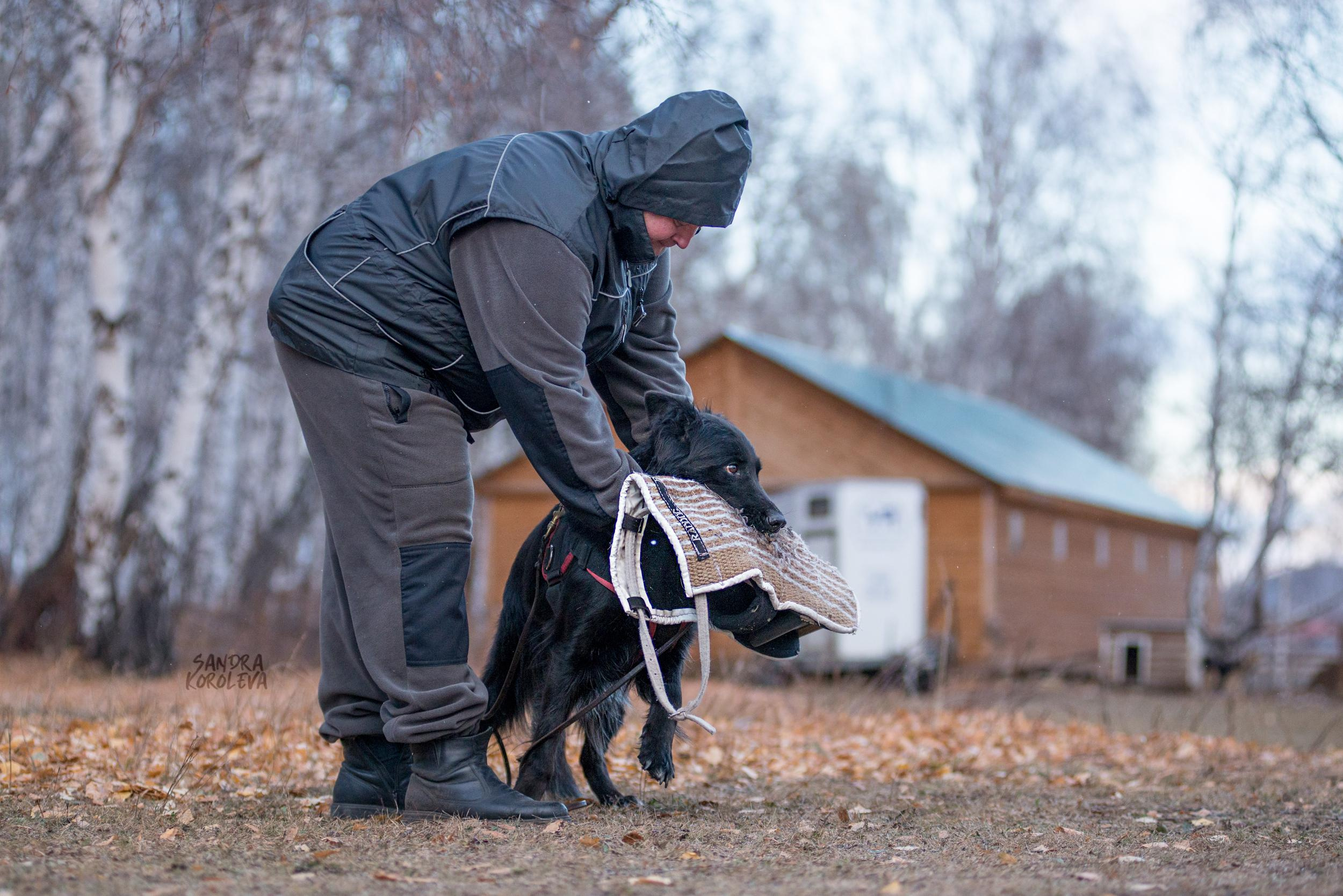 Кусающиеся собаки. Магнитогорск. Осень 2020. Дог-фотограф в Тюмени Александра Королева