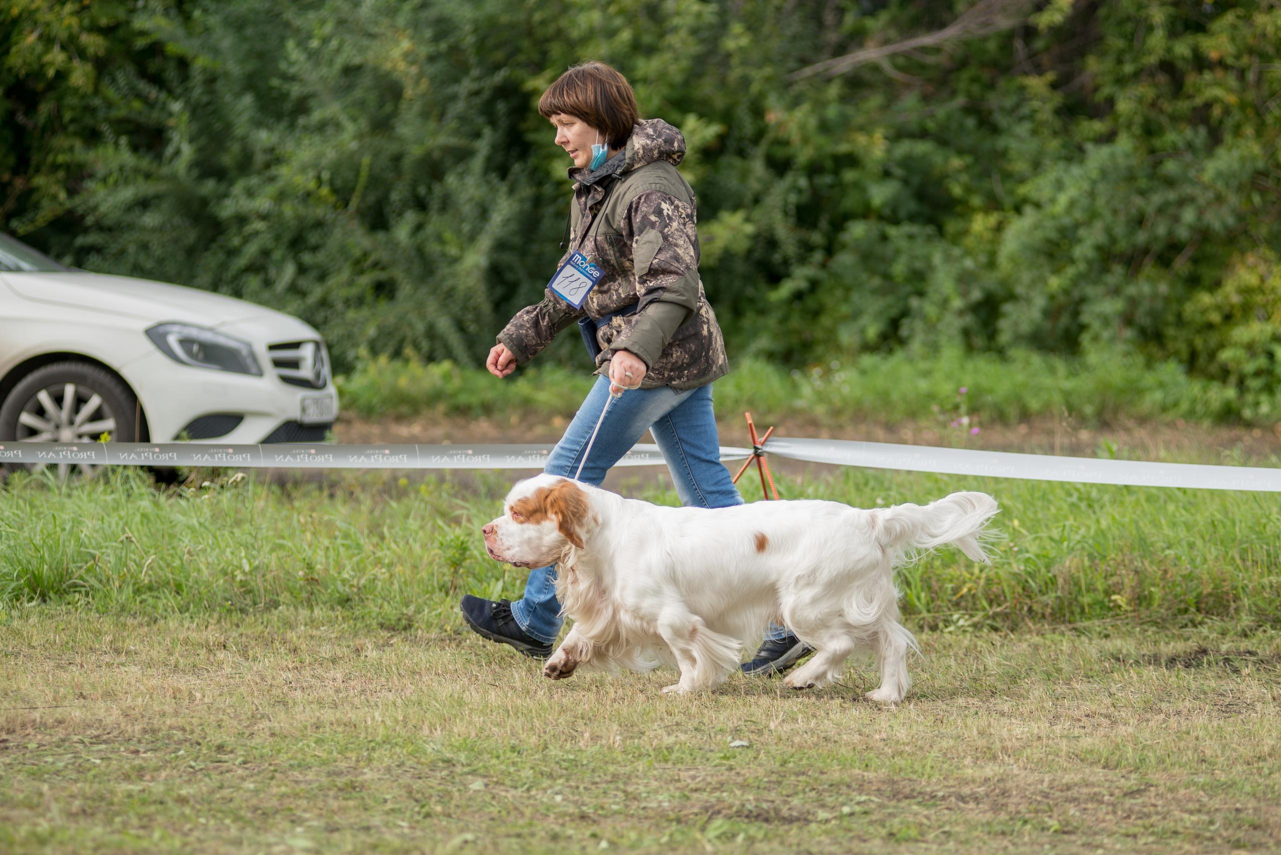 Выставка собак. Тюмень 06.09.2020. Дог-фотограф в Тюмени Александра Королева