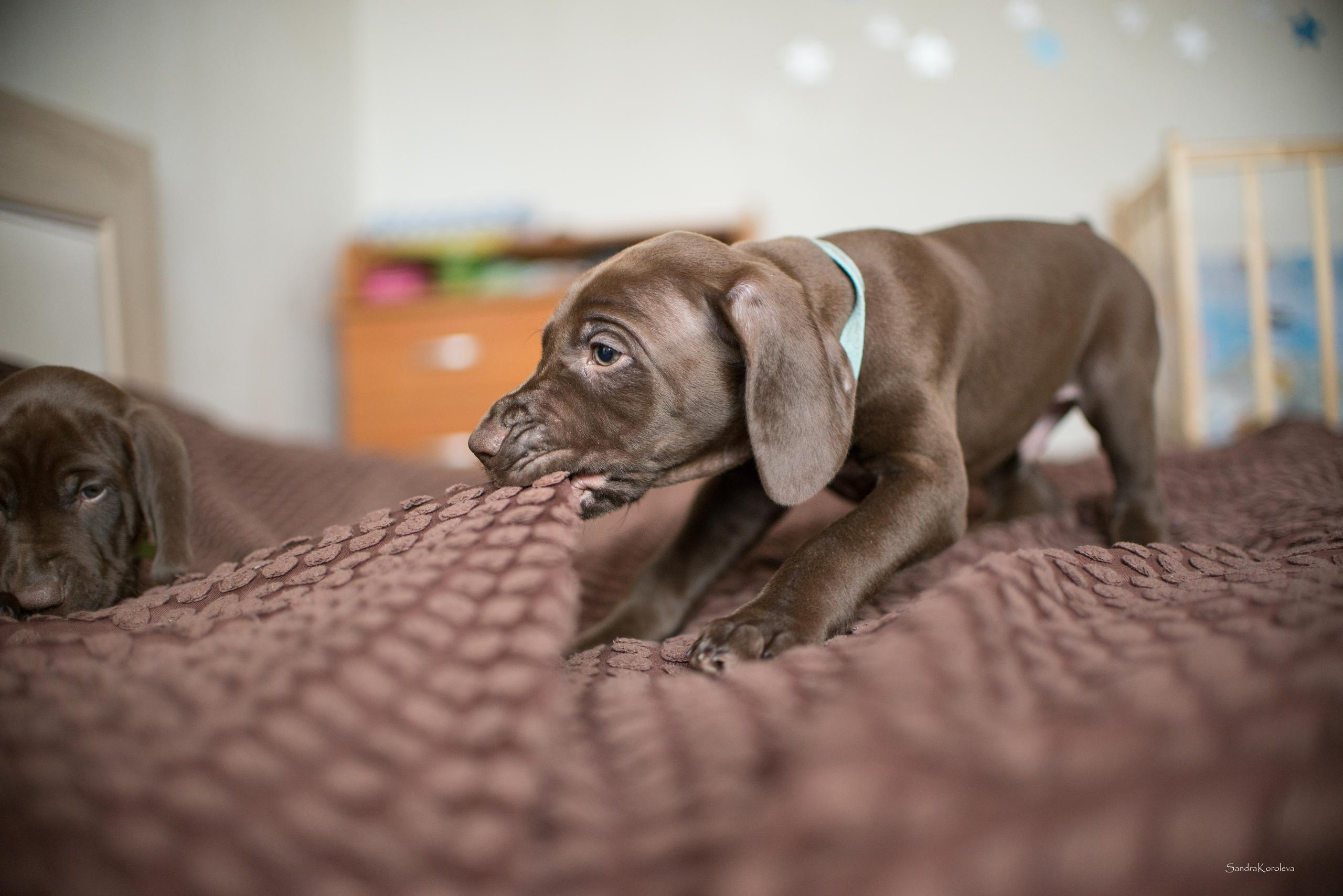 Щенки курцхаара. Весна 2020. Дог-фотограф в Тюмени Александра Королева