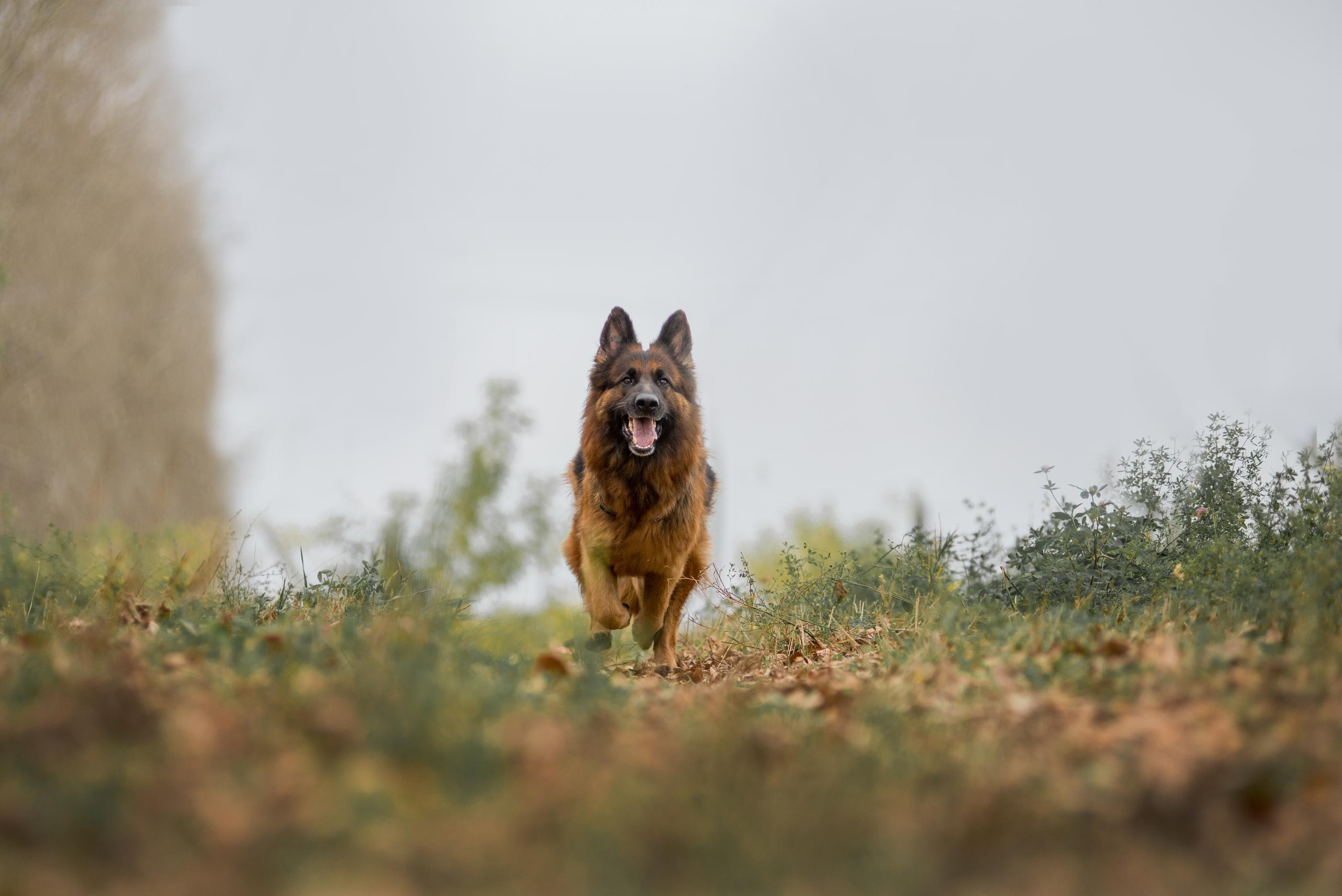 Аня и Далила. Осень 2020. Дог-фотограф в Тюмени Александра Королева