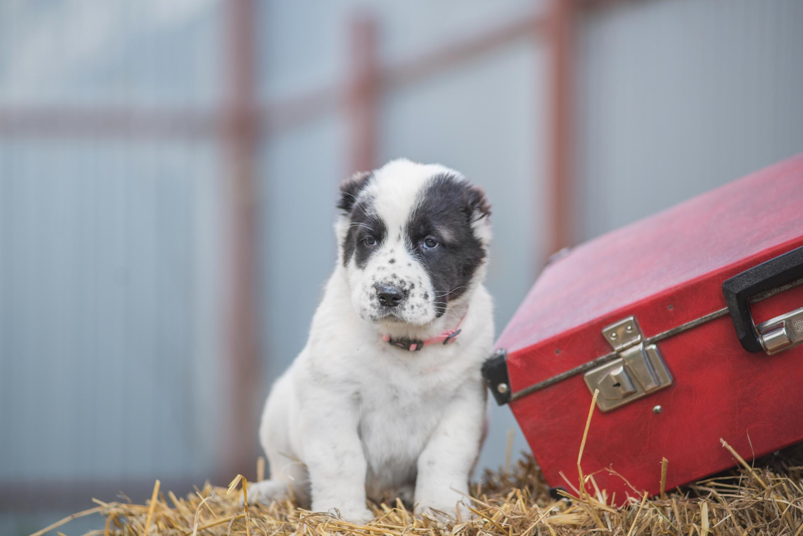Щенки САО, Осень 2020. Дог-фотограф в Тюмени Александра Королева