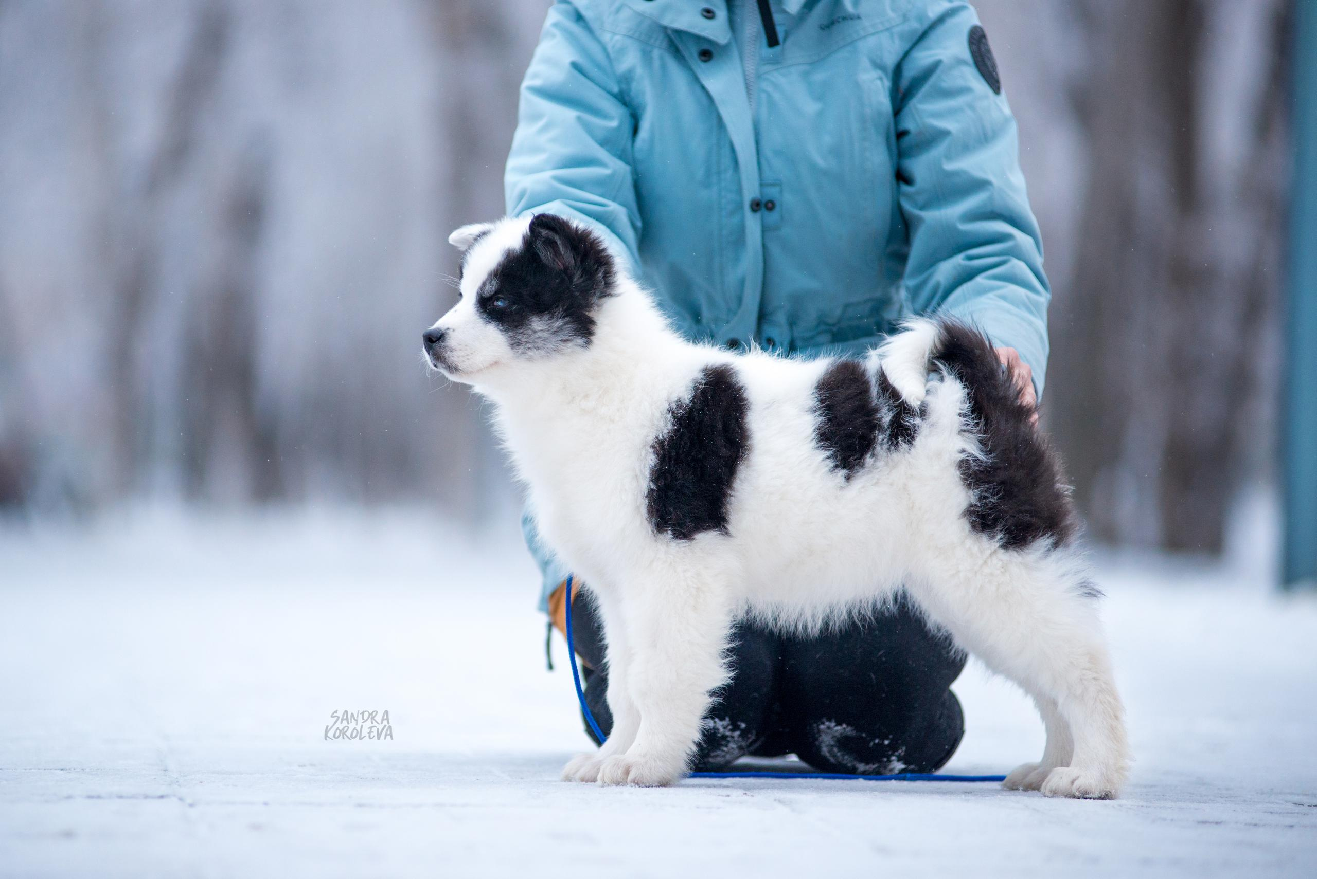 Якутские лайки. Дог-фотограф в Тюмени Александра Королева