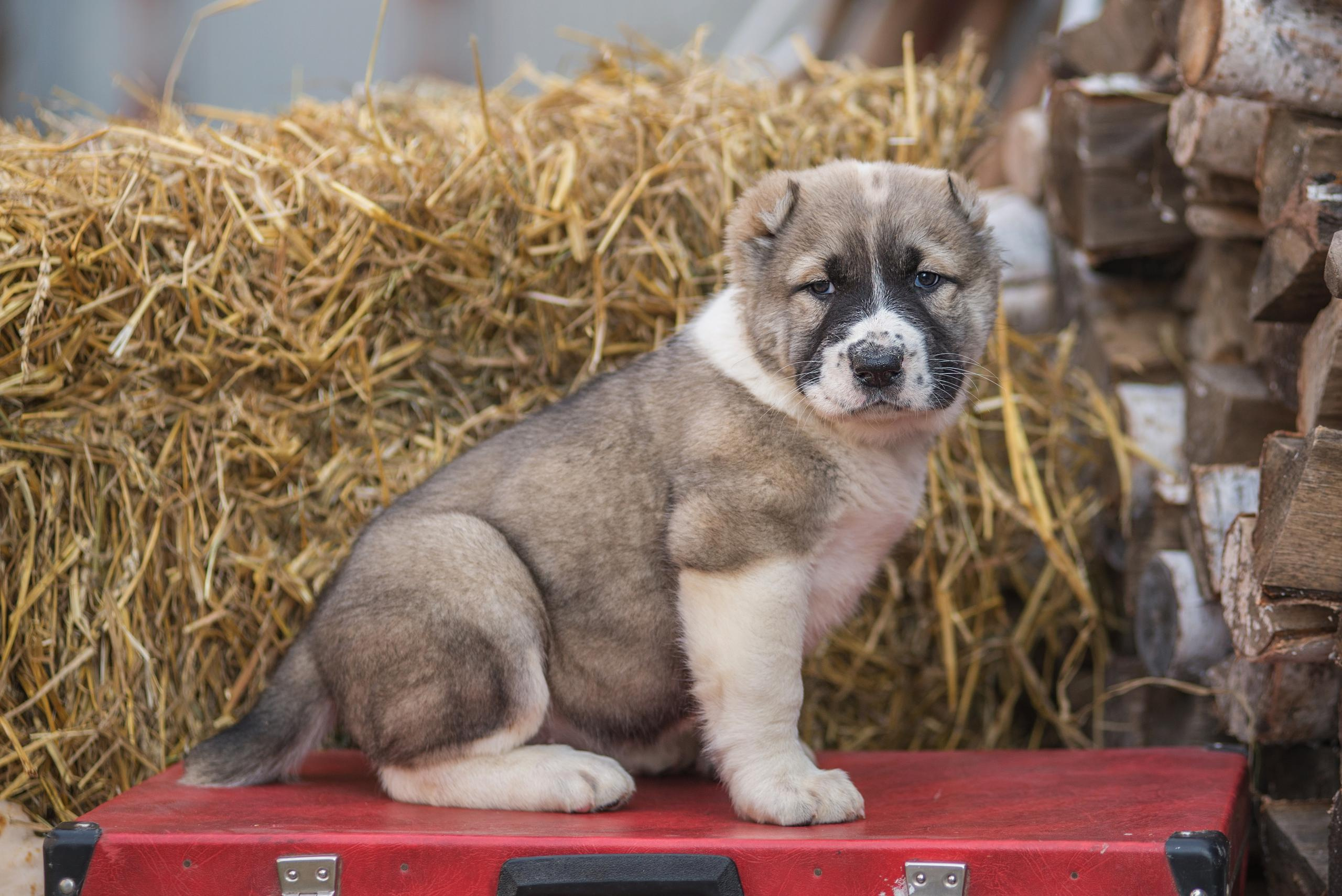 Щенки САО, Осень 2020. Дог-фотограф в Тюмени Александра Королева