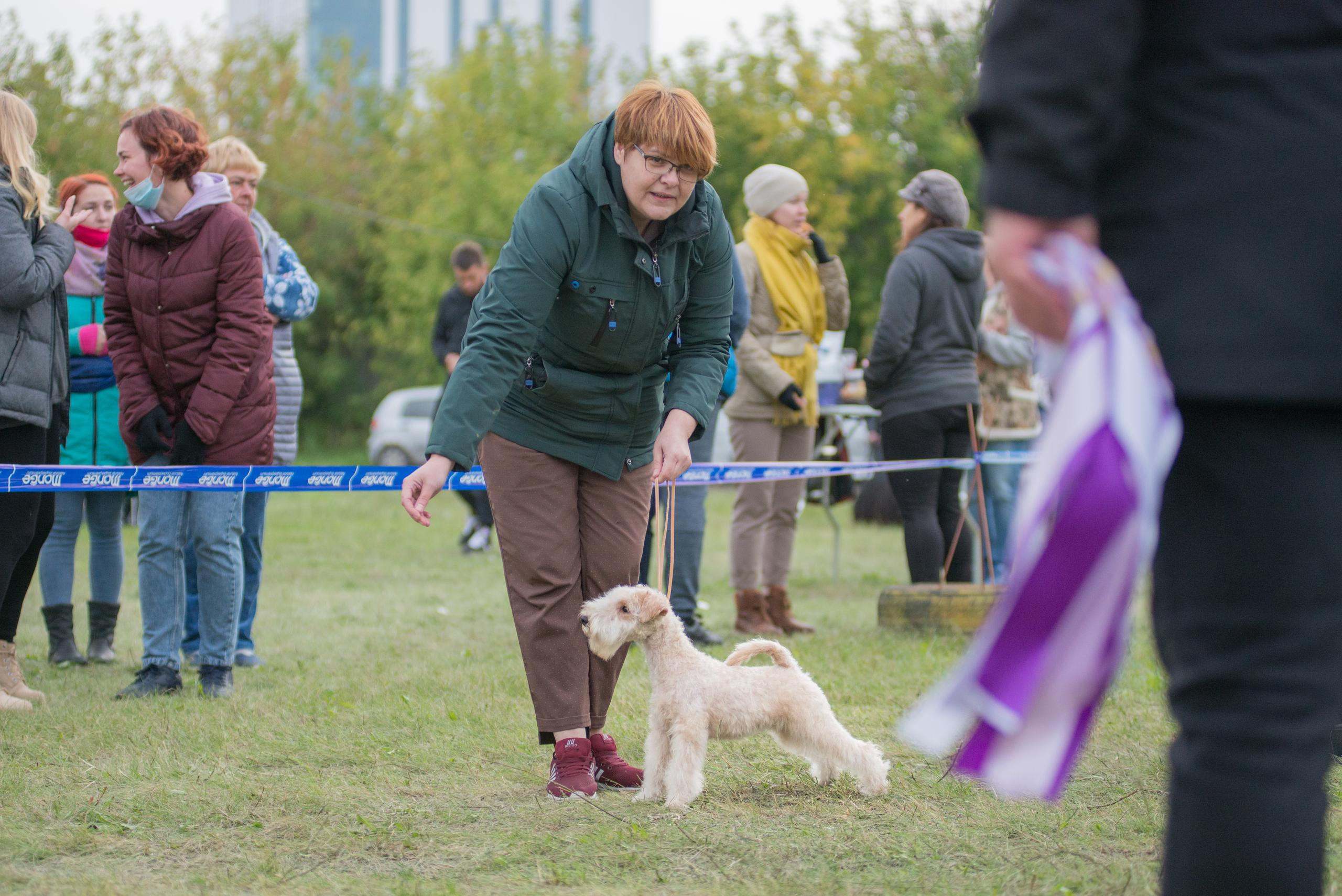 Выставка собак. Тюмень 06.09.2020. Дог-фотограф в Тюмени Александра Королева