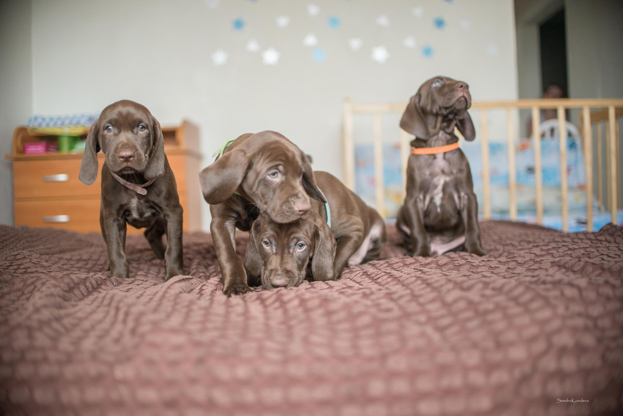 Щенки курцхаара. Весна 2020. Дог-фотограф в Тюмени Александра Королева
