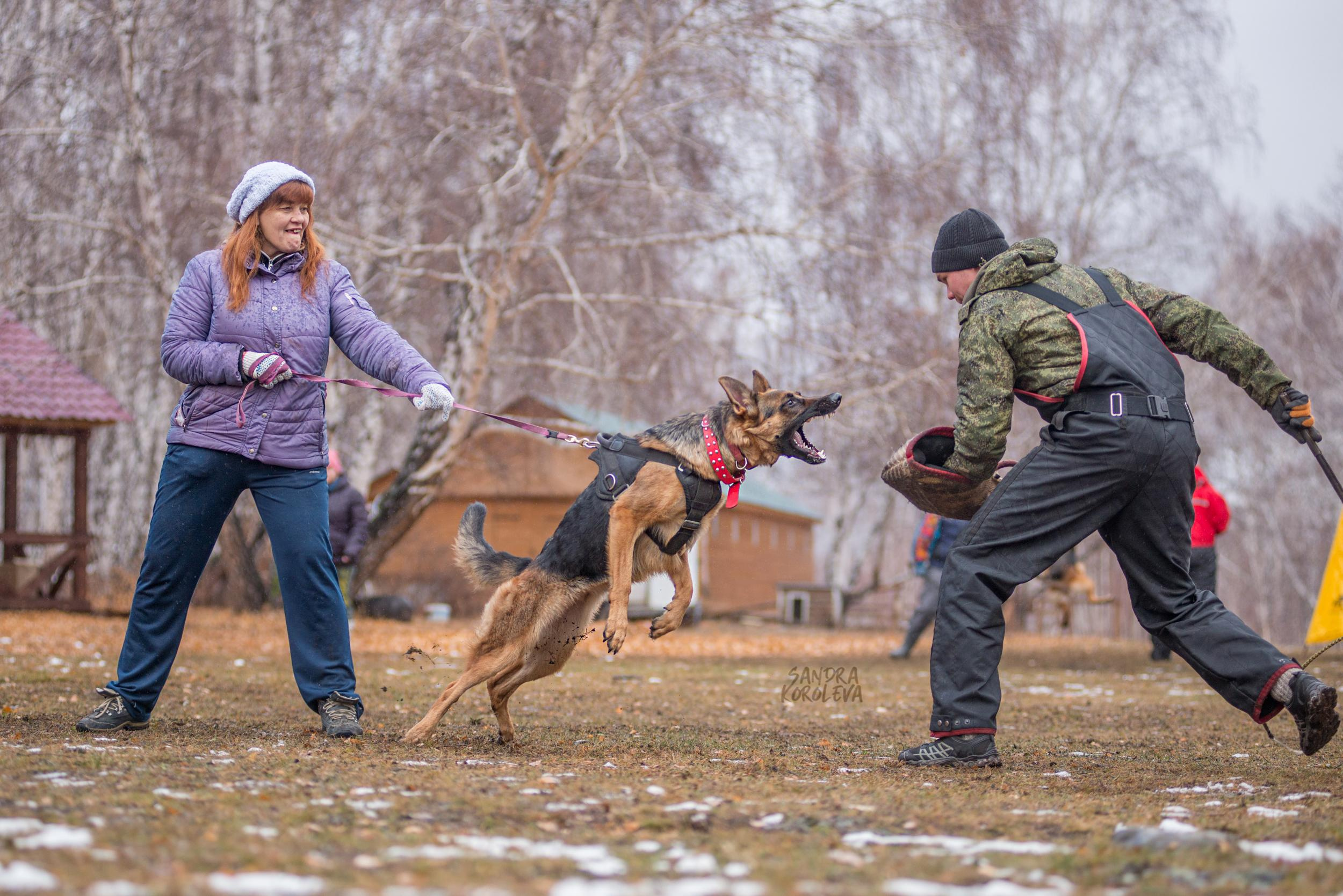 Кусающиеся собаки. Магнитогорск. Осень 2020. Дог-фотограф в Тюмени Александра Королева