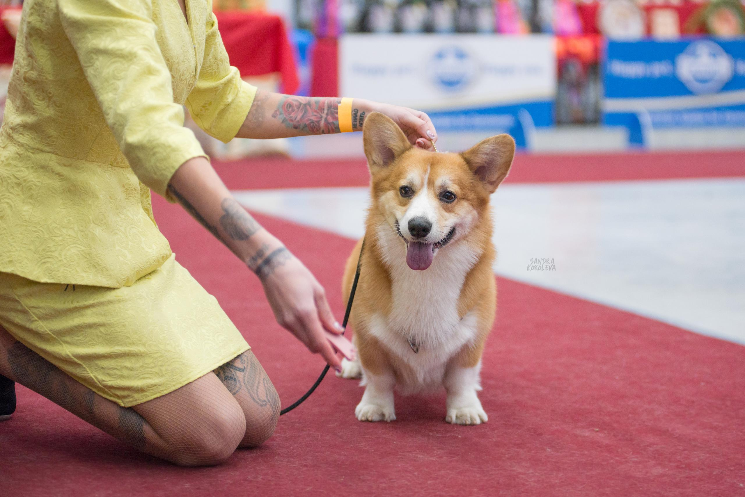 Выставка собак в Тюмени 5 декабря 2020. Дог-фотограф в Тюмени Александра Королева