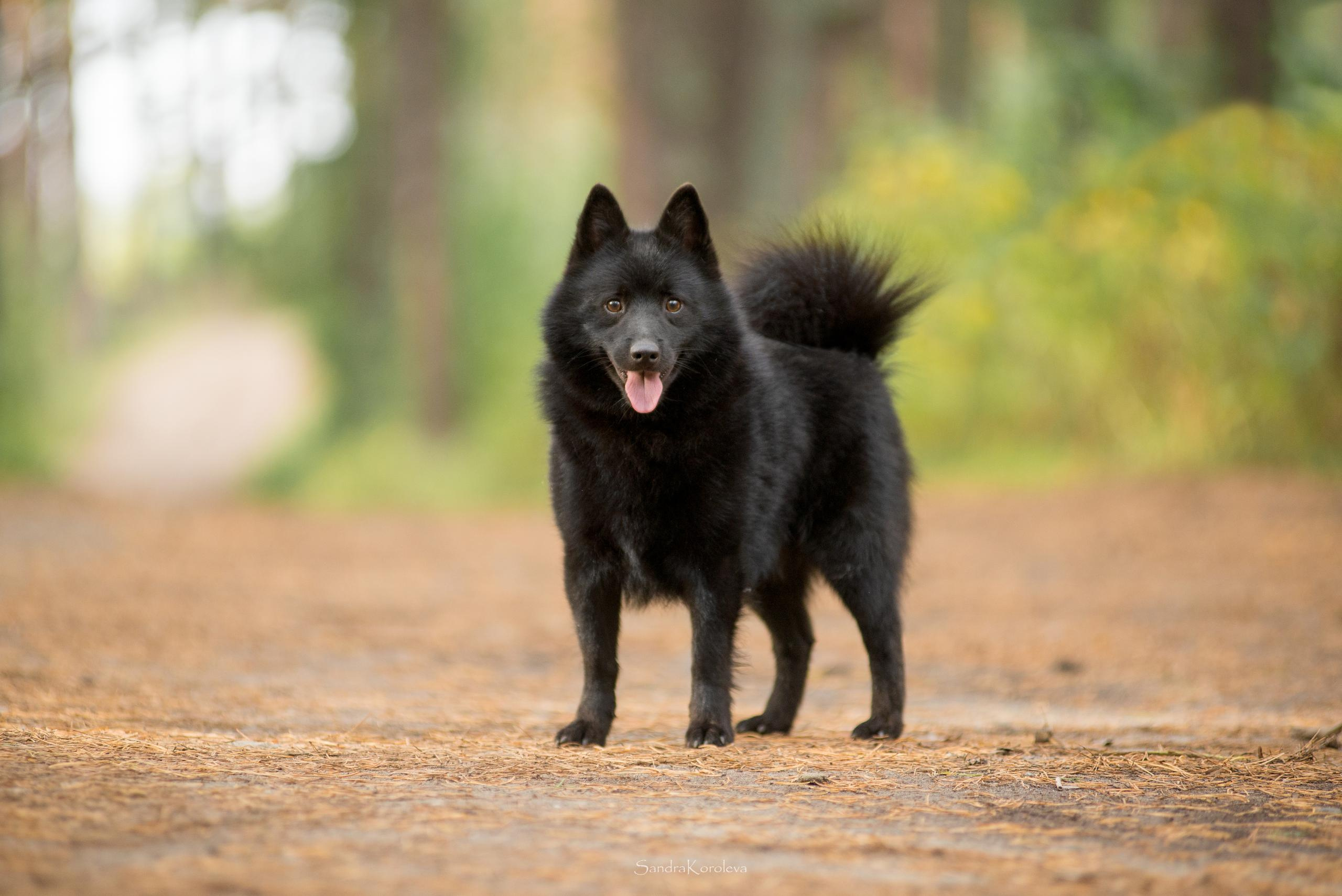 Настоящая овчарка — шипперке. Дог-фотограф в Тюмени Александра Королева