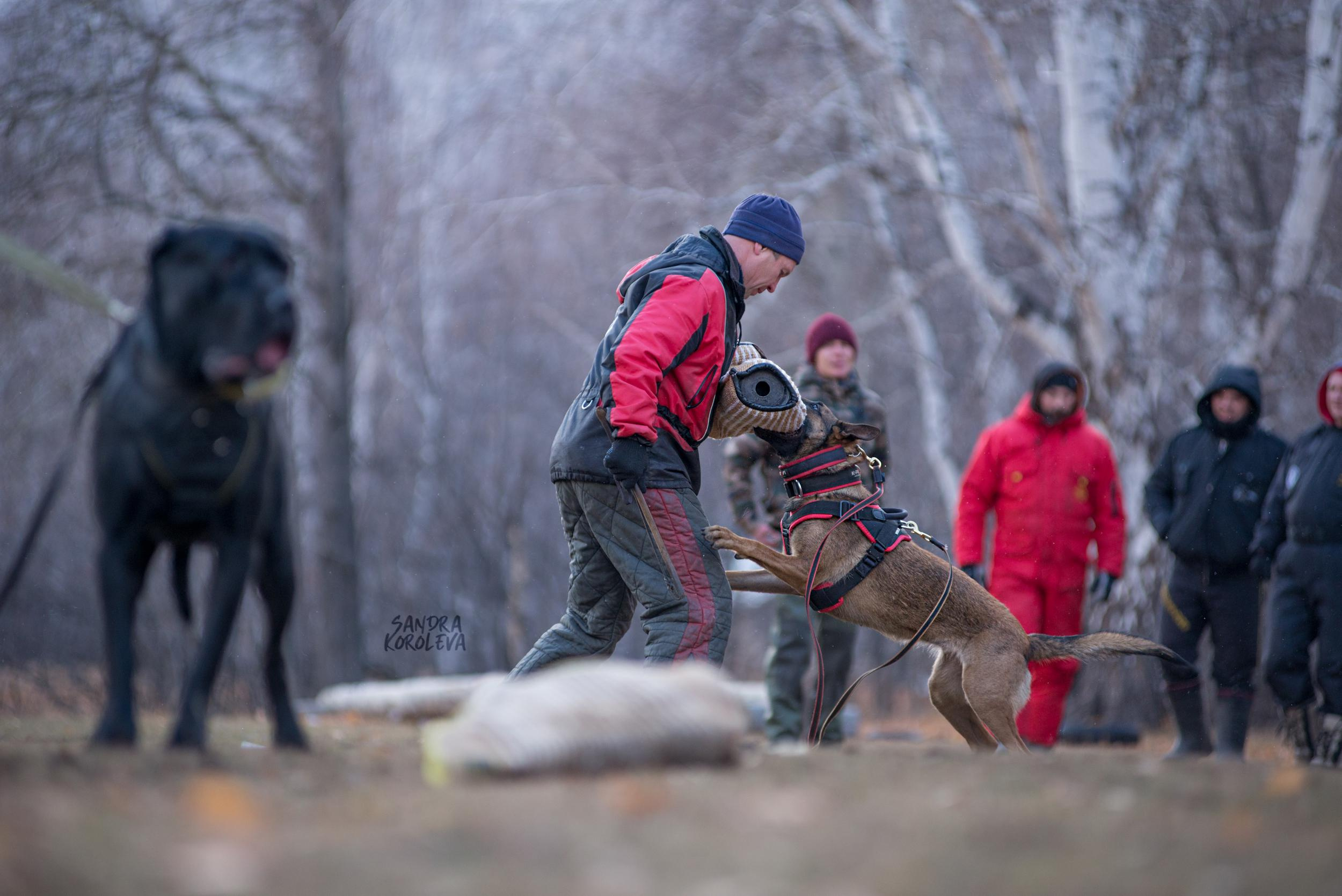 Кусающиеся собаки. Магнитогорск. Осень 2020. Дог-фотограф в Тюмени Александра Королева