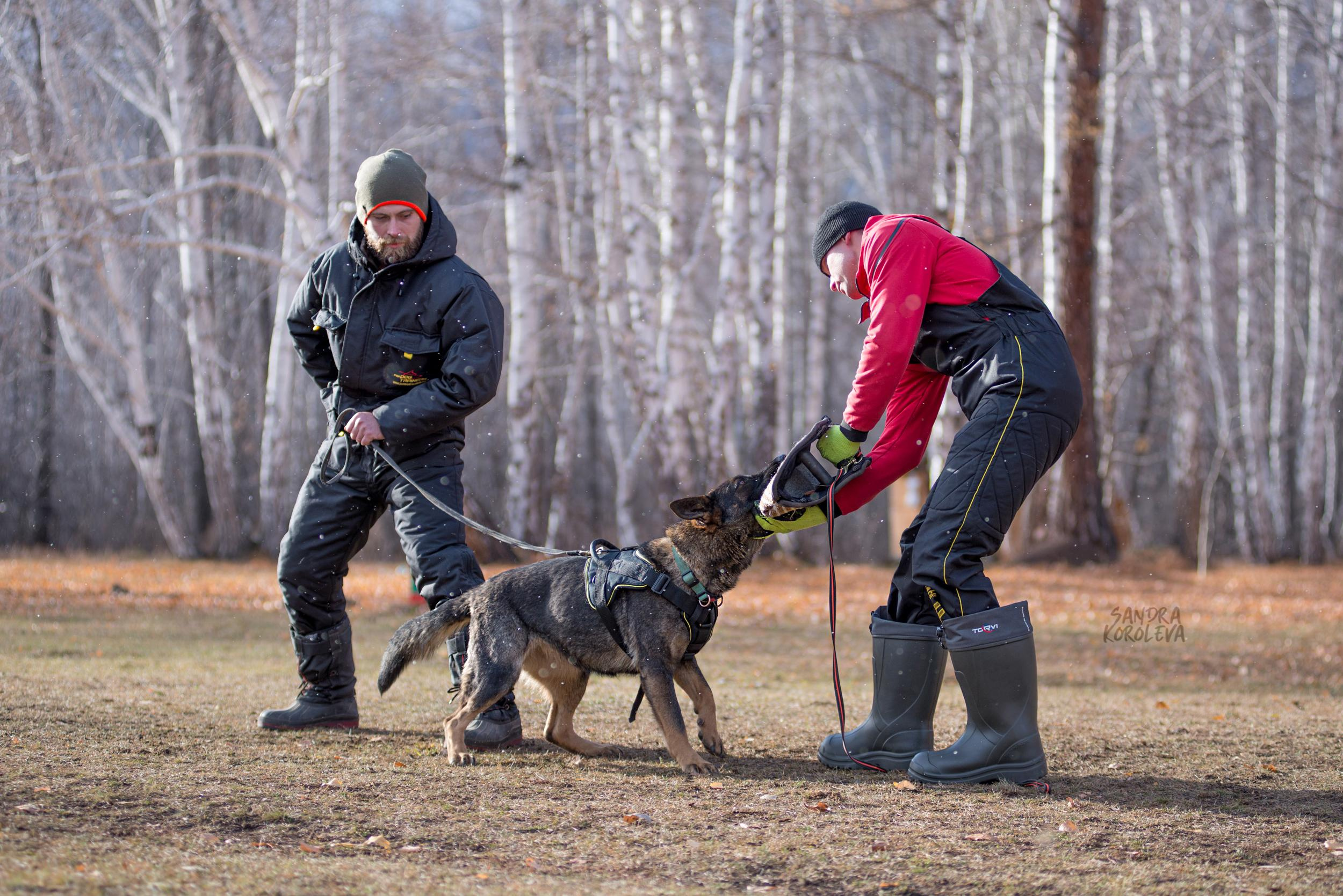Кусающиеся собаки. Магнитогорск. Осень 2020. Дог-фотограф в Тюмени Александра Королева