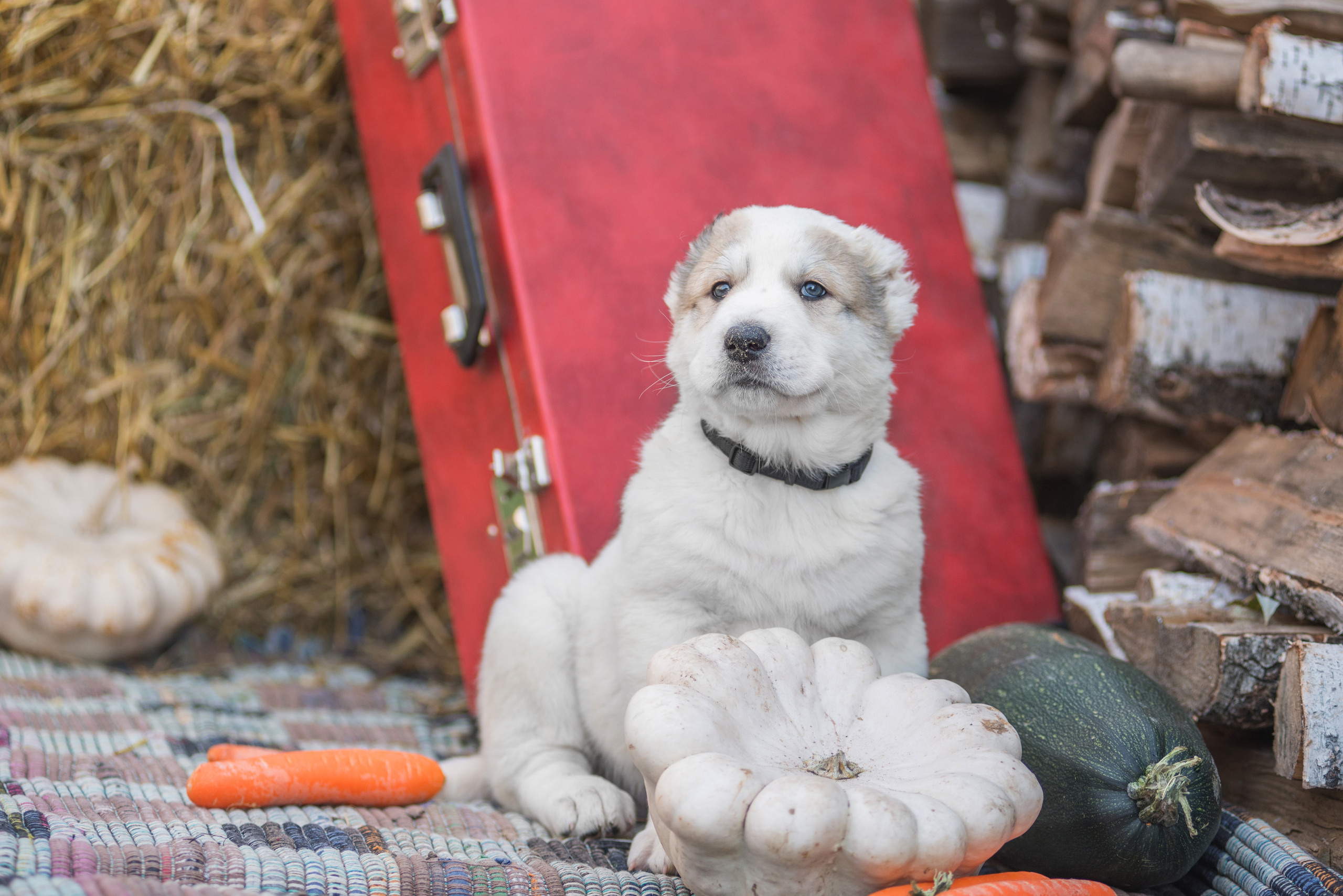 Щенки САО, Осень 2020. Дог-фотограф в Тюмени Александра Королева