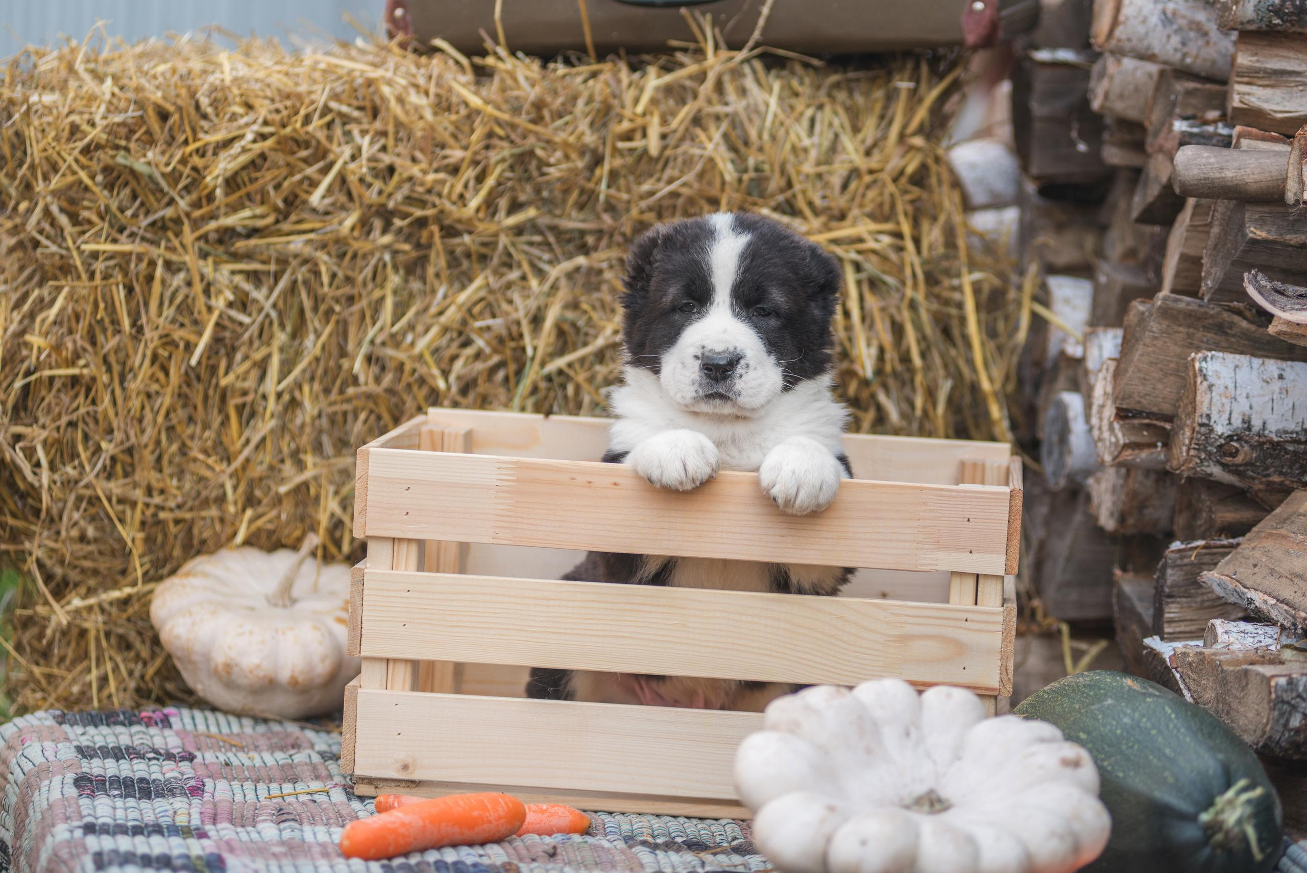 Щенки САО, Осень 2020. Дог-фотограф в Тюмени Александра Королева