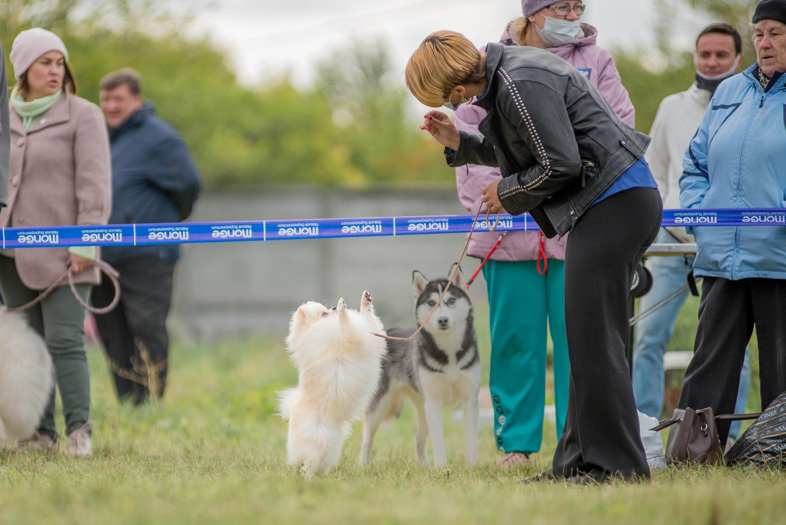 Выставка собак. Тюмень 06.09.2020. Дог-фотограф в Тюмени Александра Королева