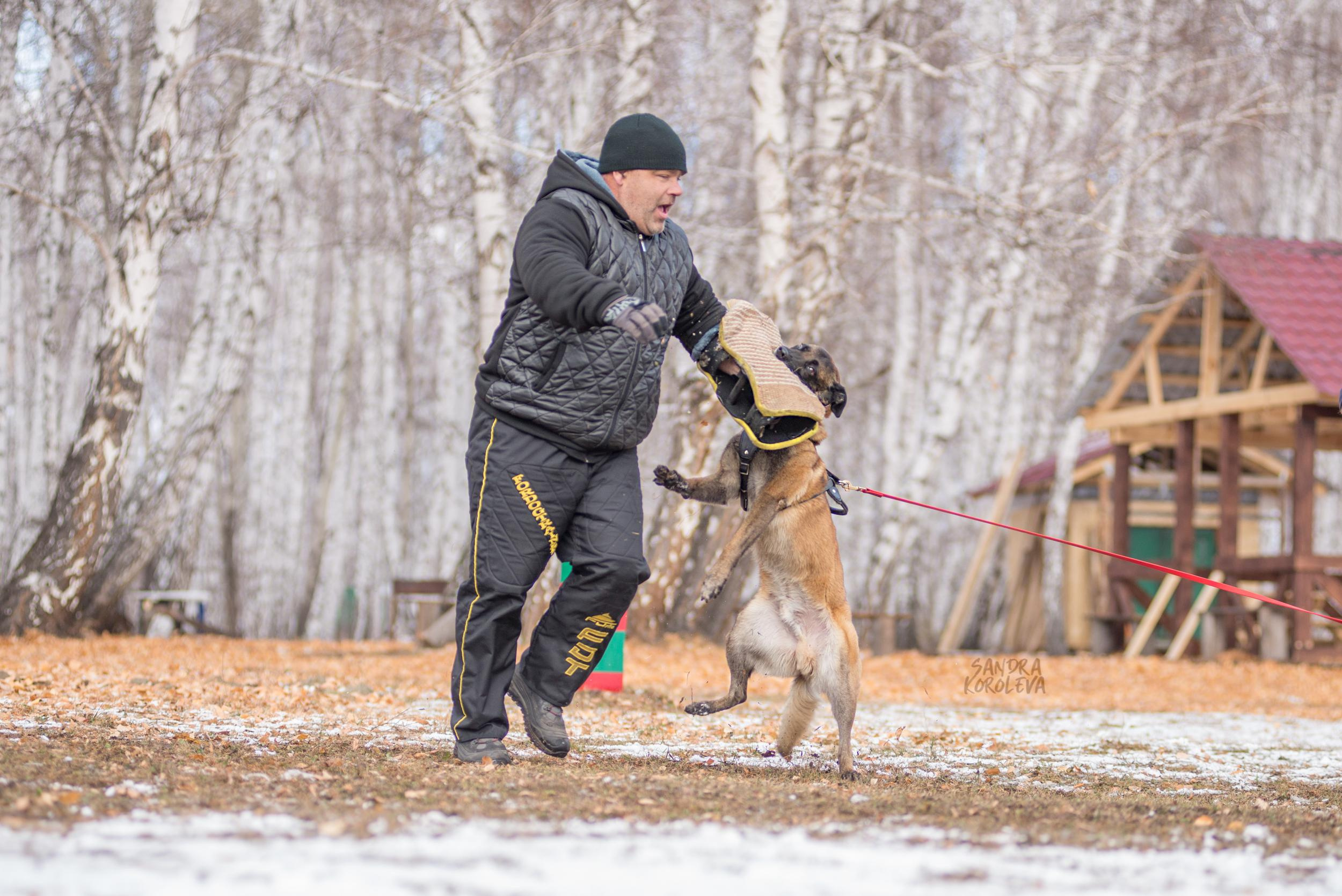 Кусающиеся собаки. Магнитогорск. Осень 2020. Дог-фотограф в Тюмени Александра Королева