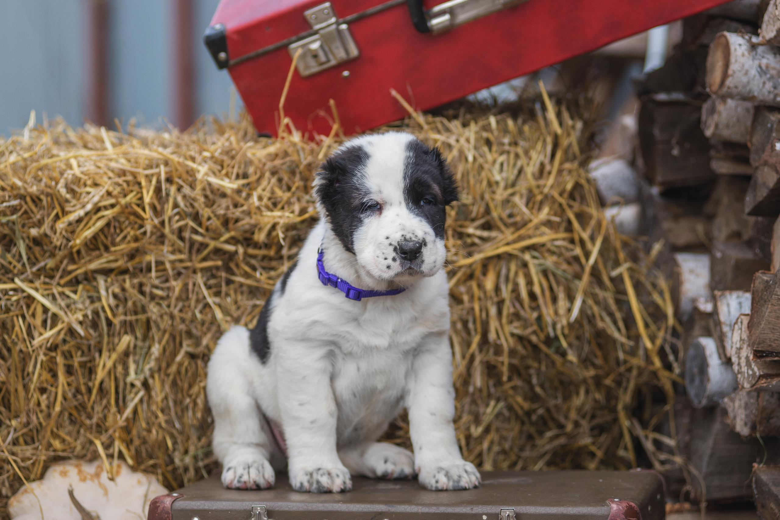 Щенки САО, Осень 2020. Дог-фотограф в Тюмени Александра Королева