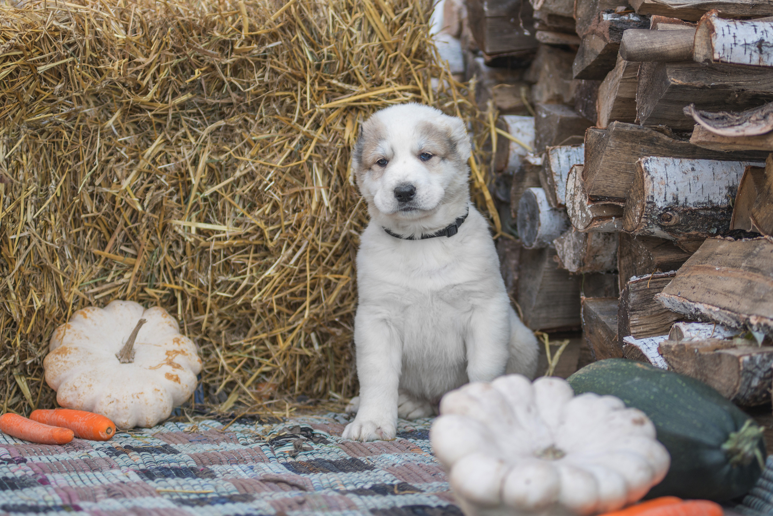 Щенки САО, Осень 2020. Дог-фотограф в Тюмени Александра Королева