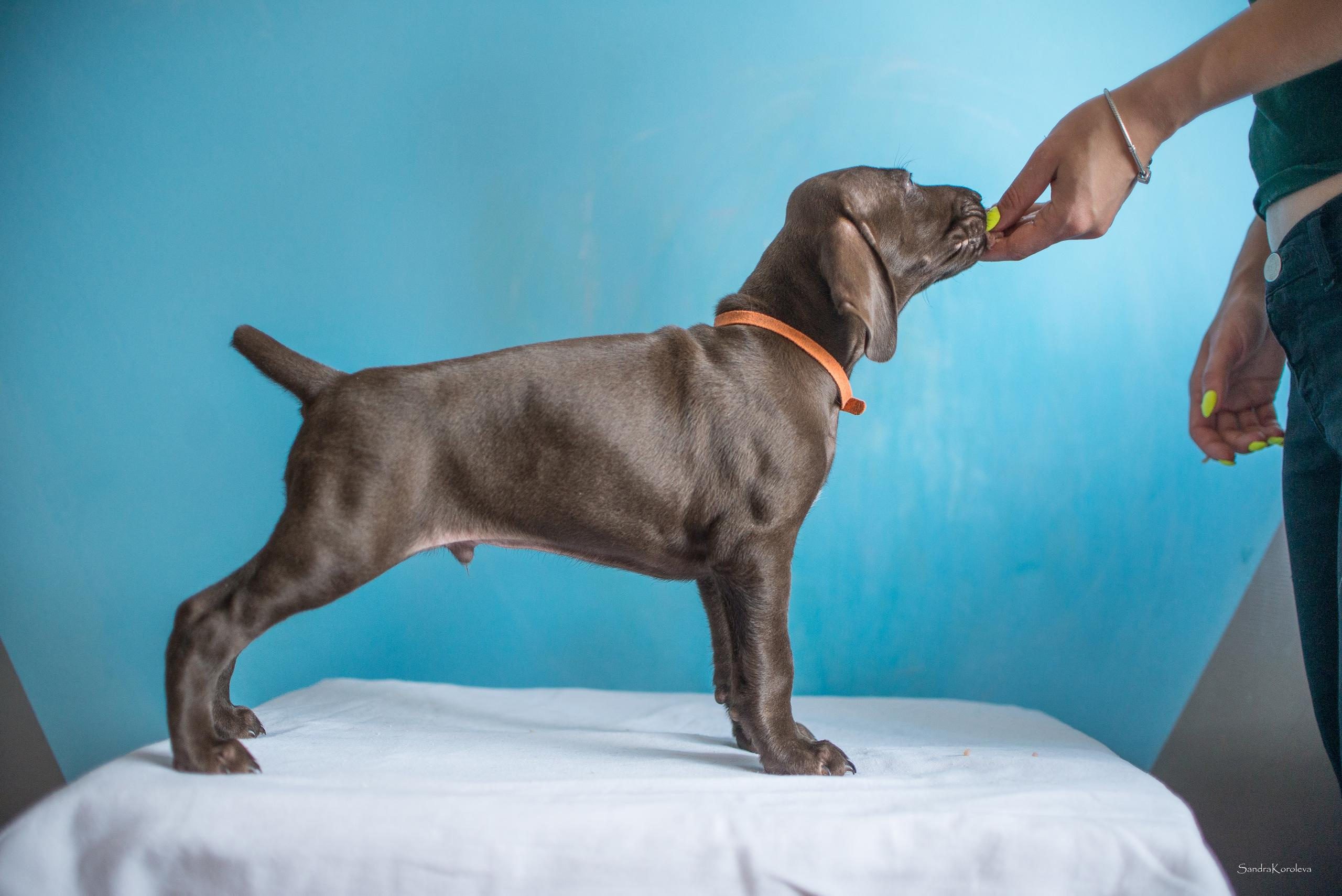 Щенки курцхаара. Весна 2020. Дог-фотограф в Тюмени Александра Королева