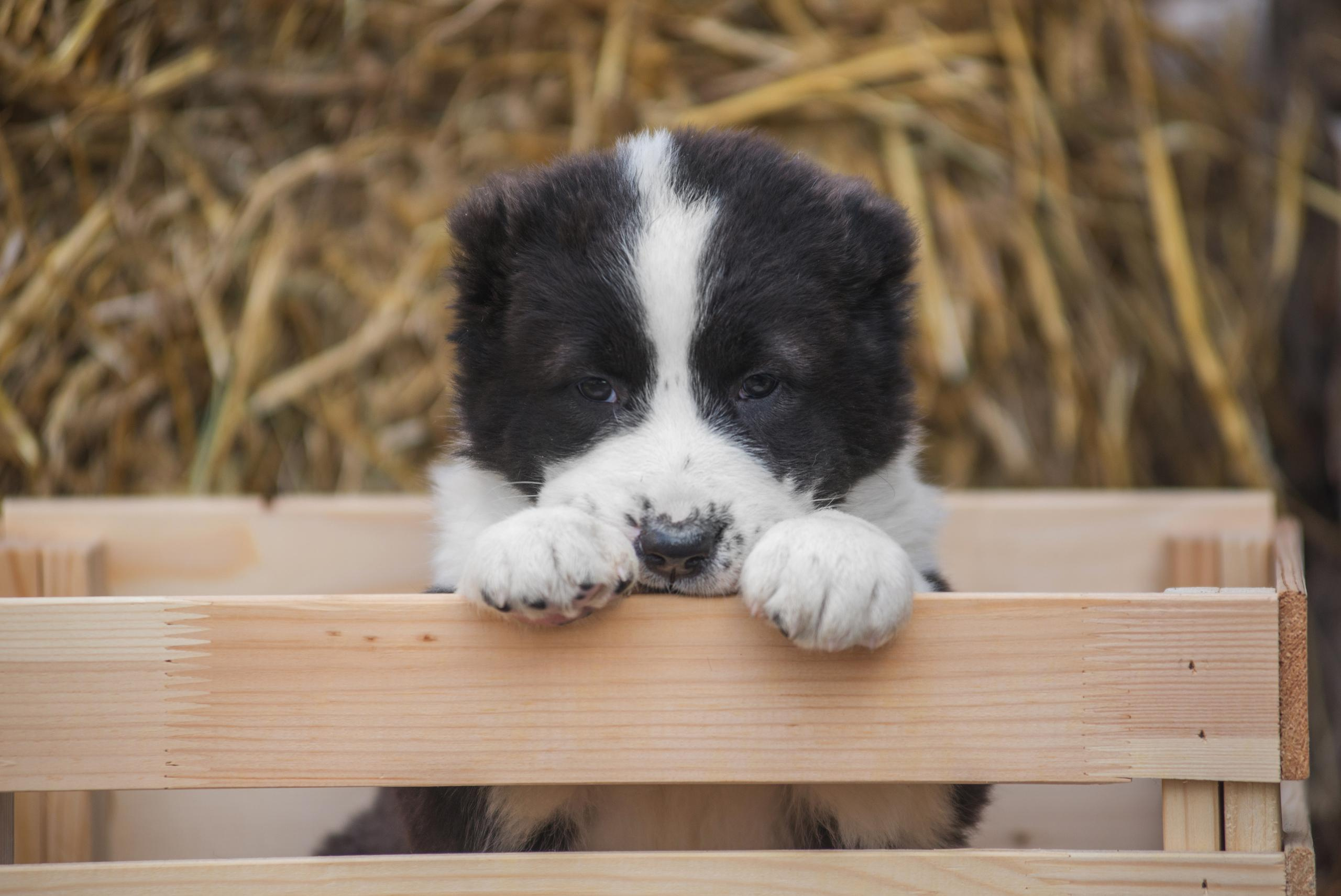 Щенки САО, Осень 2020. Дог-фотограф в Тюмени Александра Королева