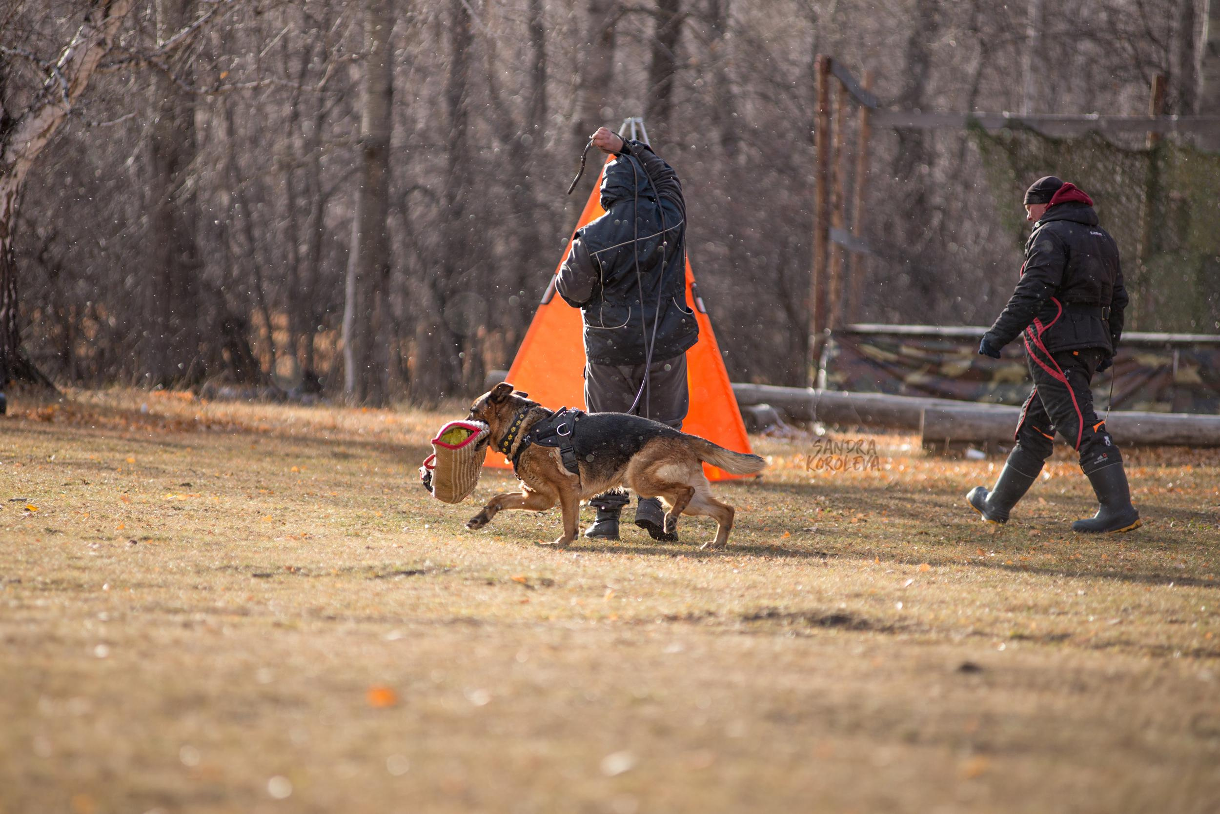 Кусающиеся собаки. Магнитогорск. Осень 2020. Дог-фотограф в Тюмени Александра Королева