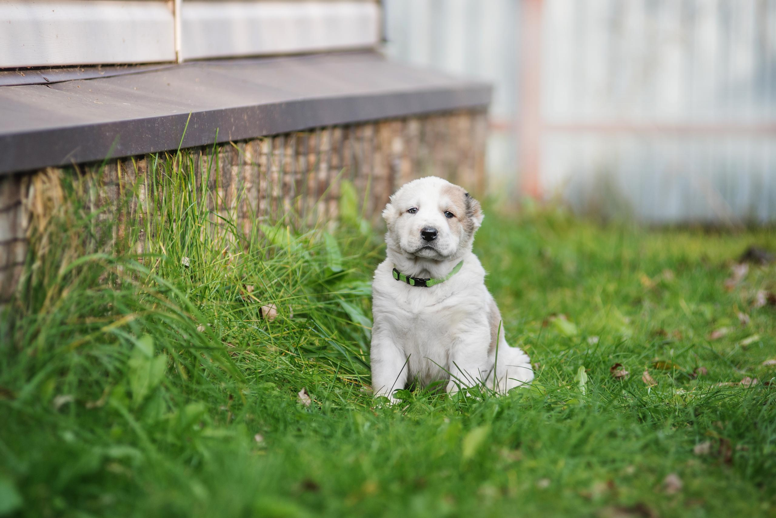 Щенки САО, Осень 2020. Дог-фотограф в Тюмени Александра Королева