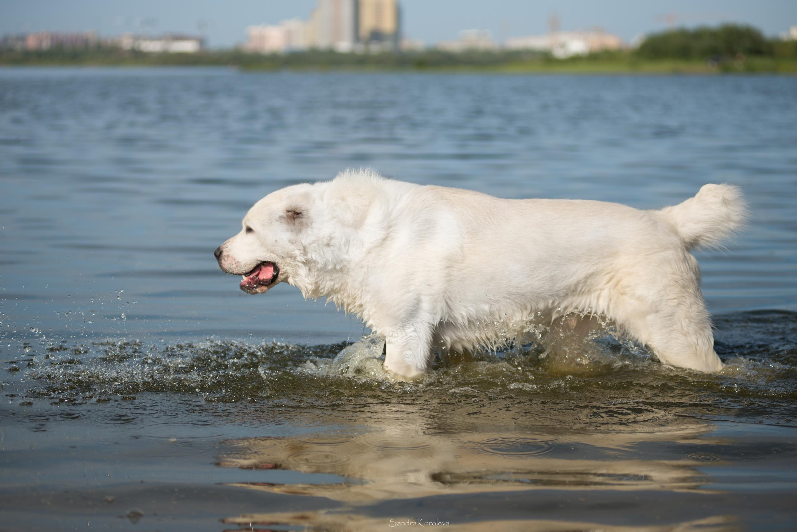 Ваня со своим другом белым Мишей. Дог-фотограф в Тюмени Александра Королева