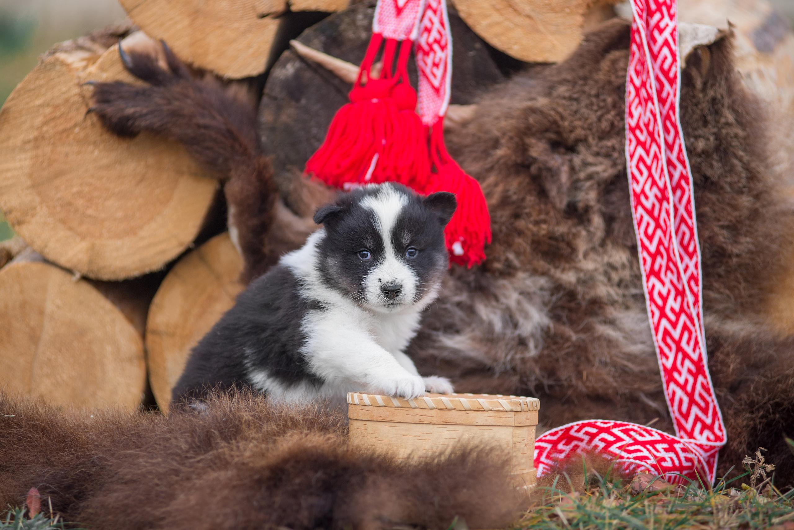 Щенки якуты. Осень 2020. Дог-фотограф в Тюмени Александра Королева