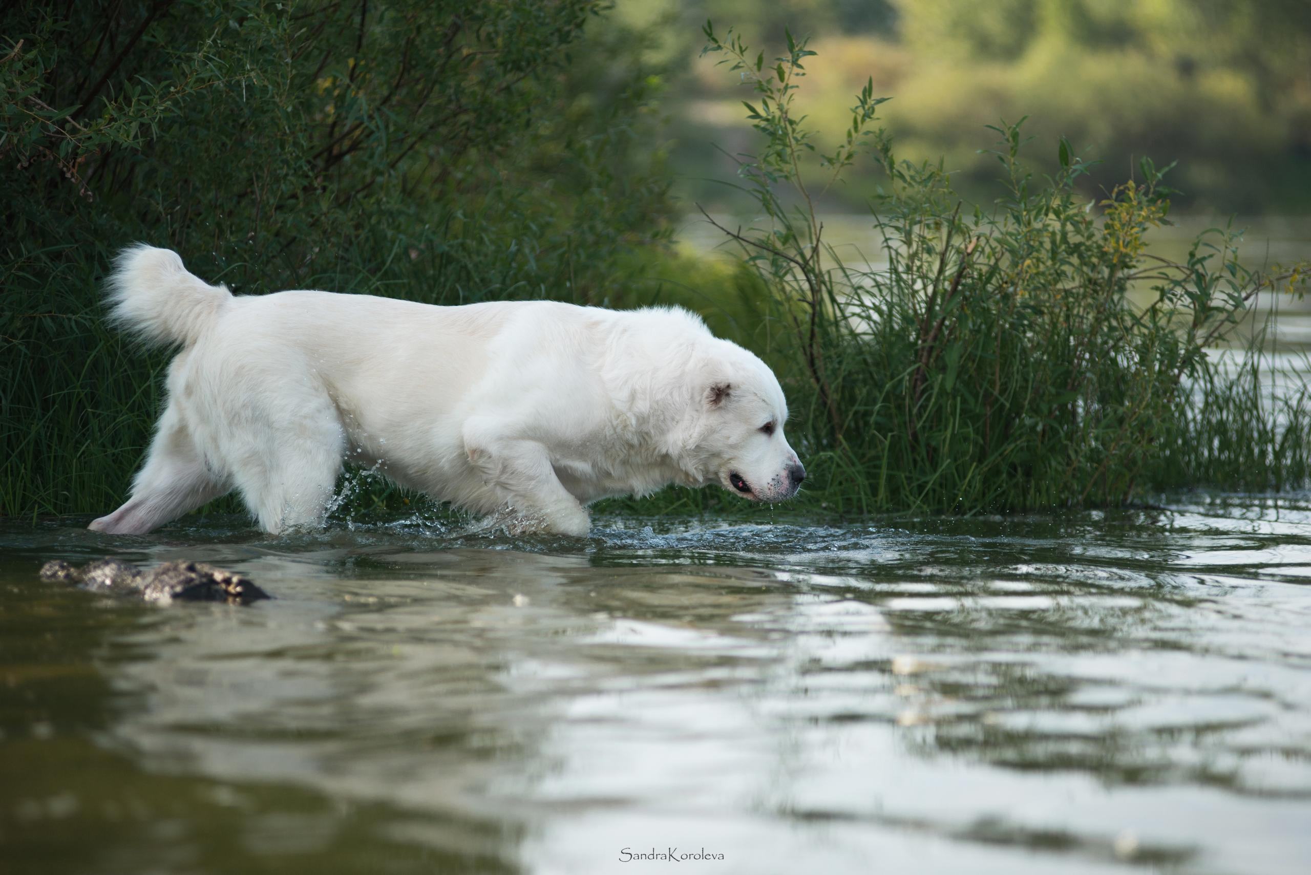 Ваня со своим другом белым Мишей. Дог-фотограф в Тюмени Александра Королева