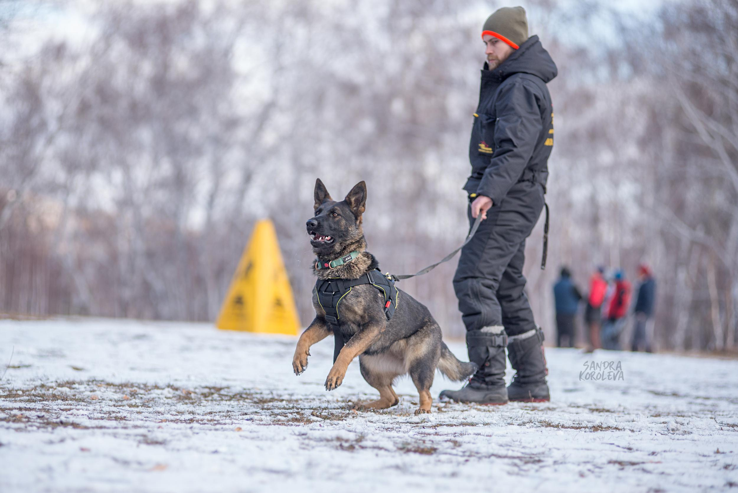 Кусающиеся собаки. Магнитогорск. Осень 2020. Дог-фотограф в Тюмени Александра Королева