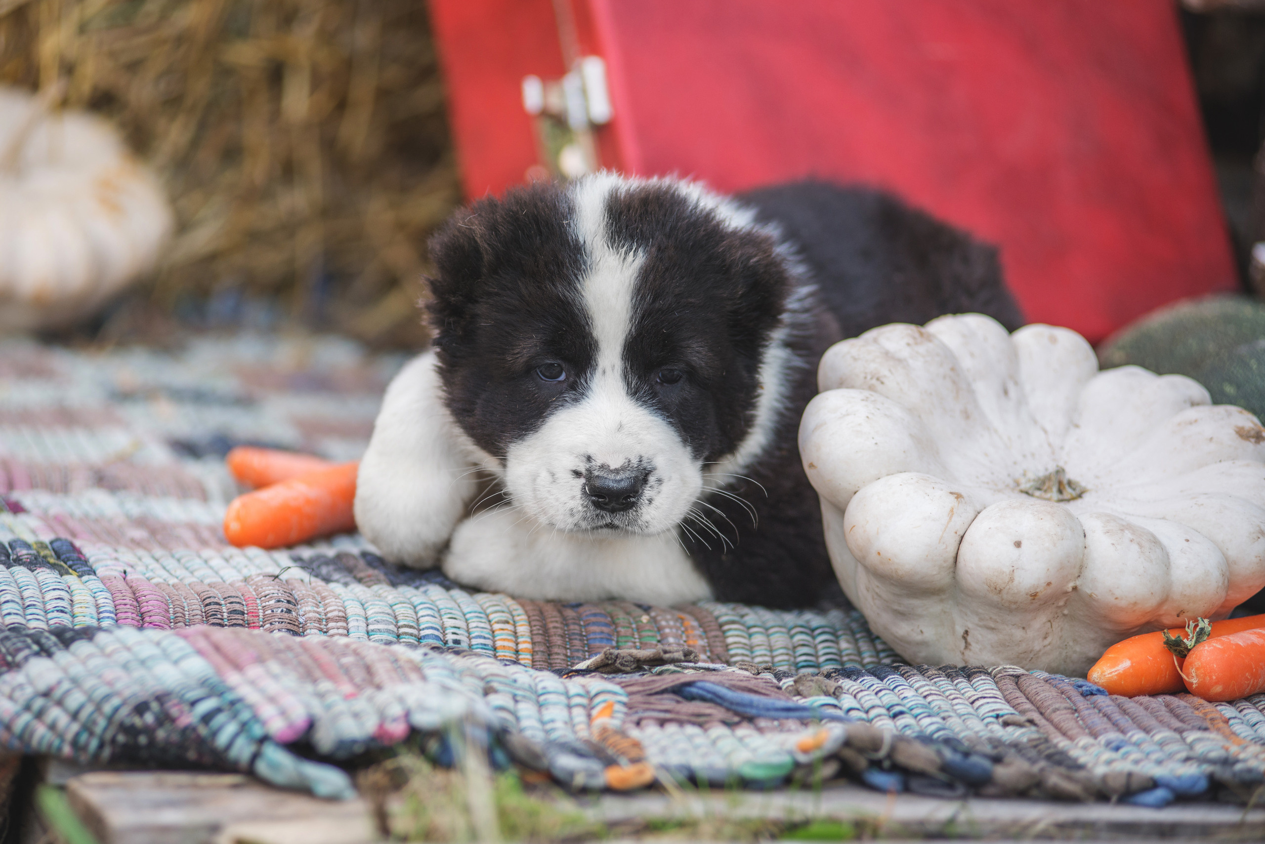 Щенки САО, Осень 2020. Дог-фотограф в Тюмени Александра Королева